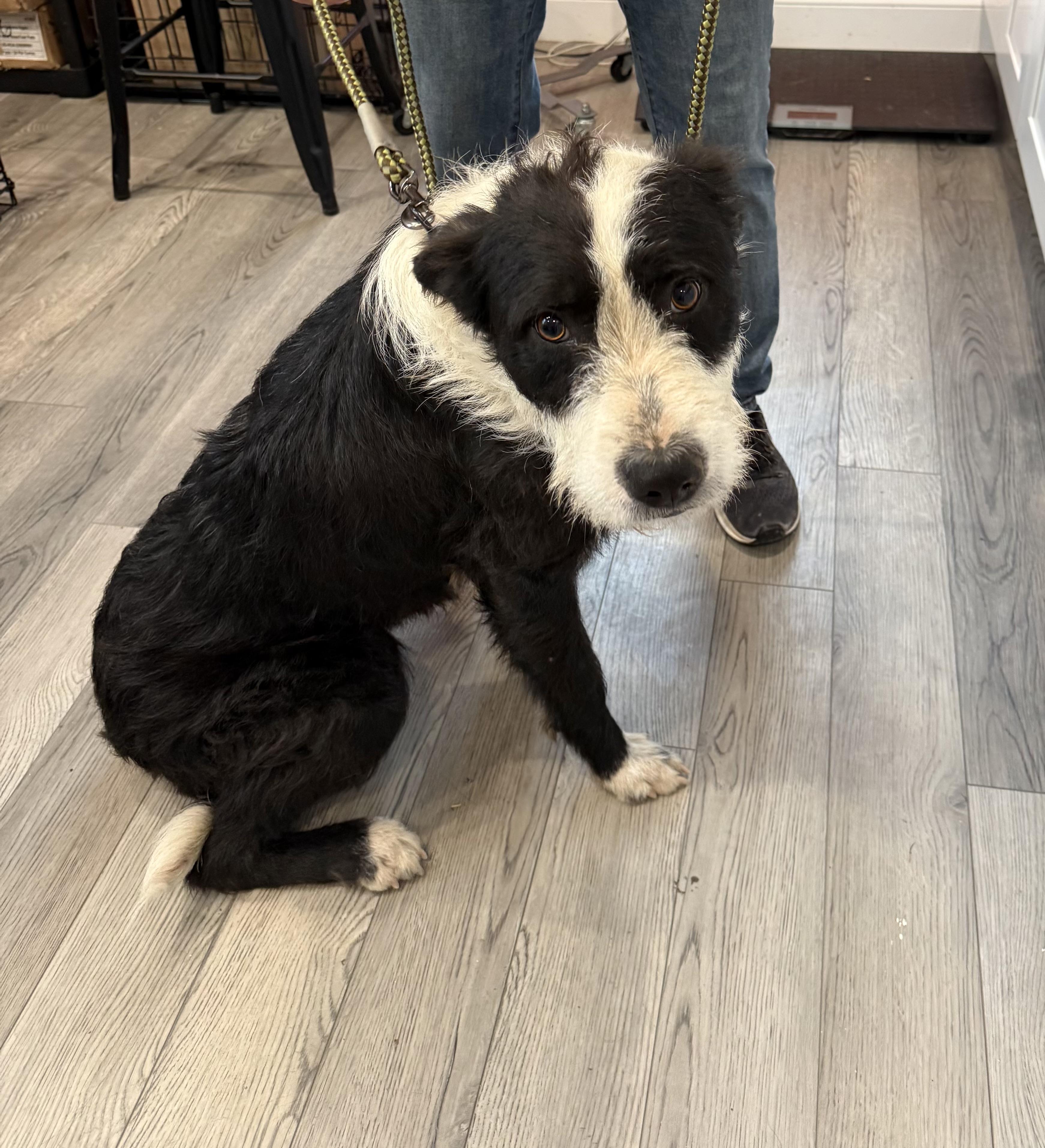 Gus (Male)  , Adoptable, Young Male Labradoodle.