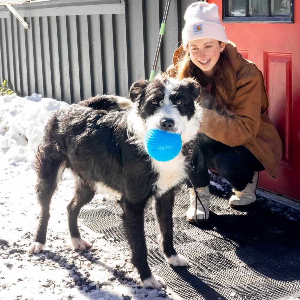 Enlarge Gus (Male)  , a Adoptable Labradoodle in West Grove, PA image 3/6