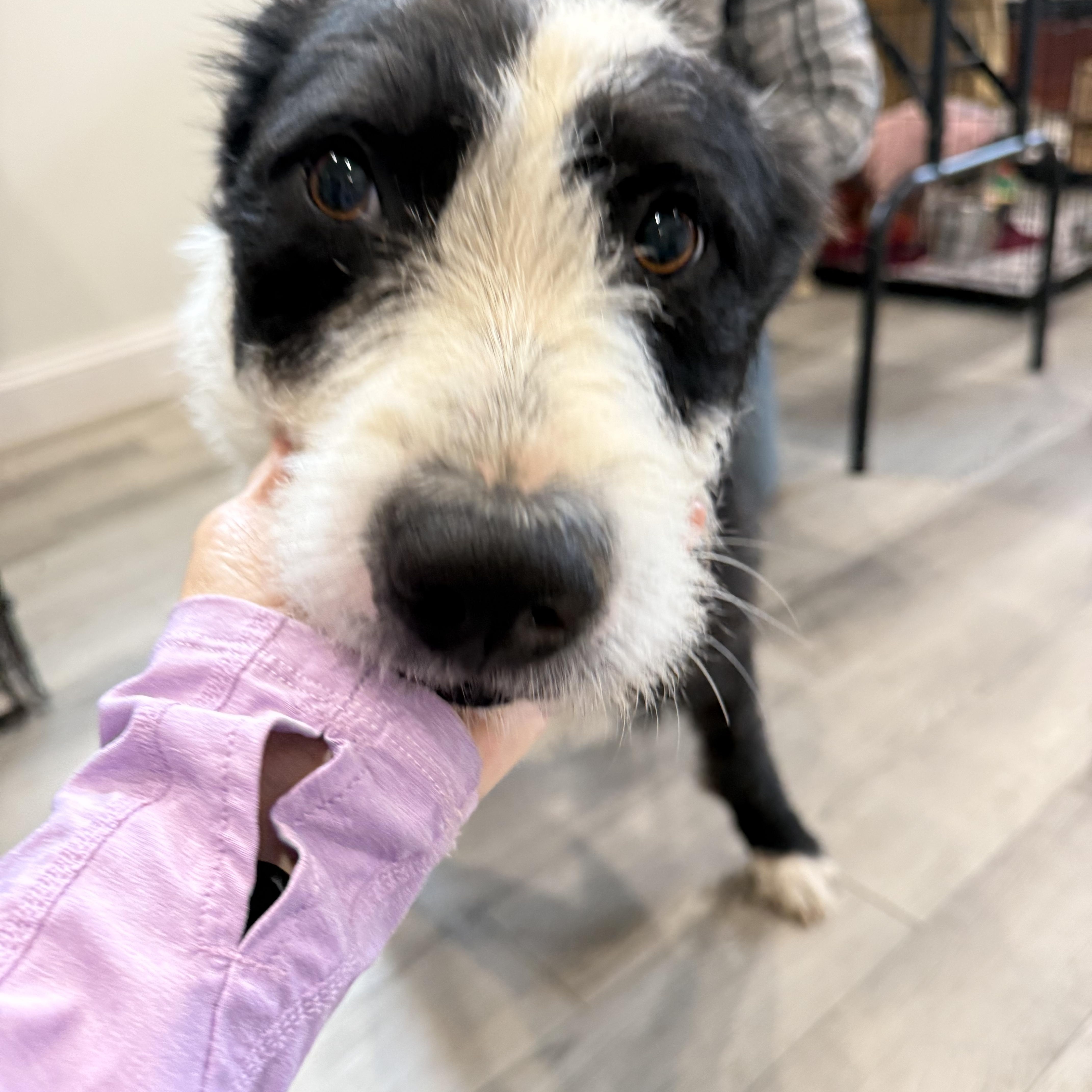 Enlarge Gus (Male)  , a Adoptable Labradoodle in West Grove, PA image 3/4