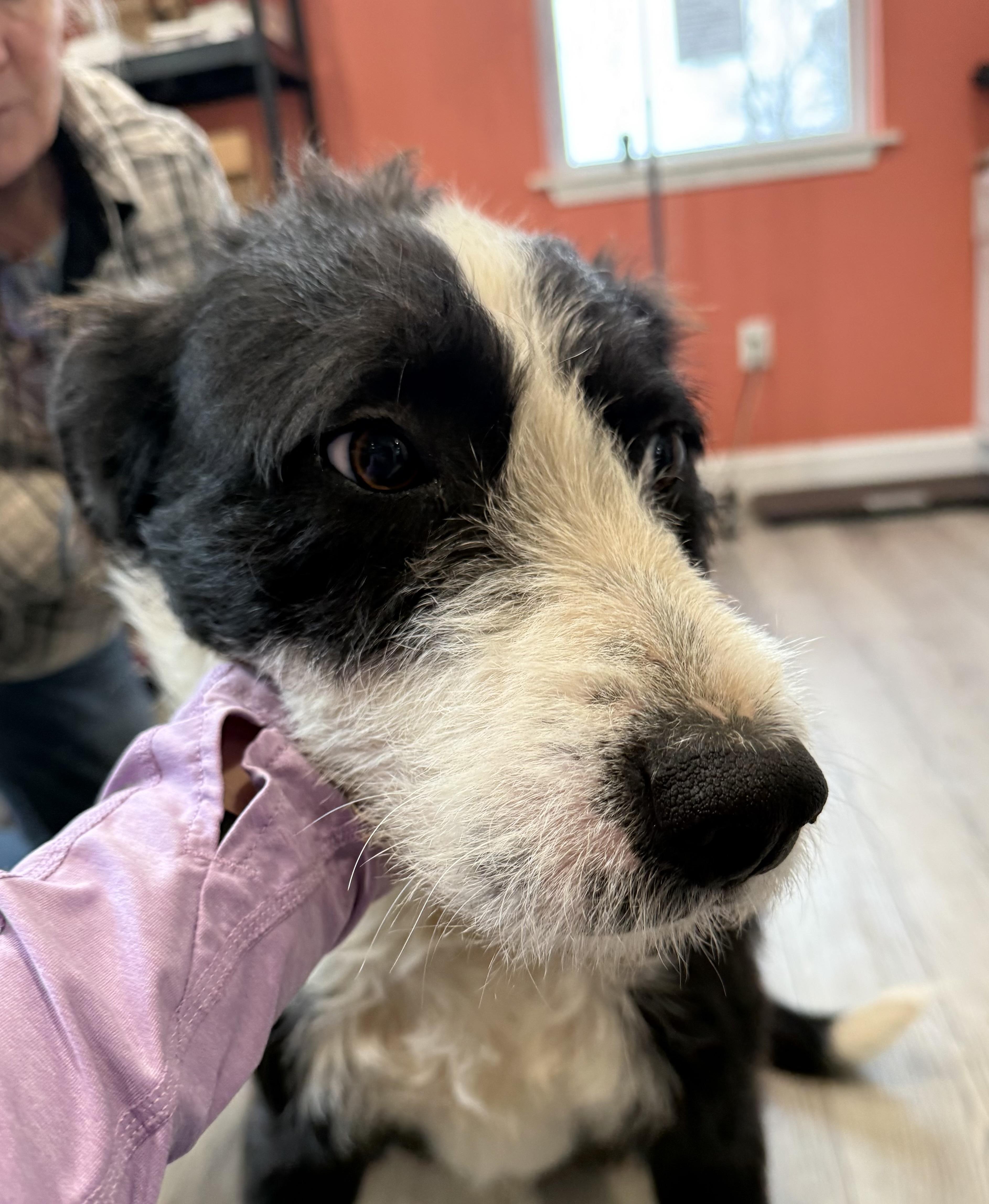 Enlarge Gus (Male)  , a Adoptable Labradoodle in West Grove, PA image 2/4