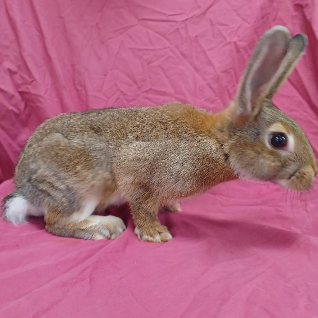 Lottie, Adoptable, Adult Female American.