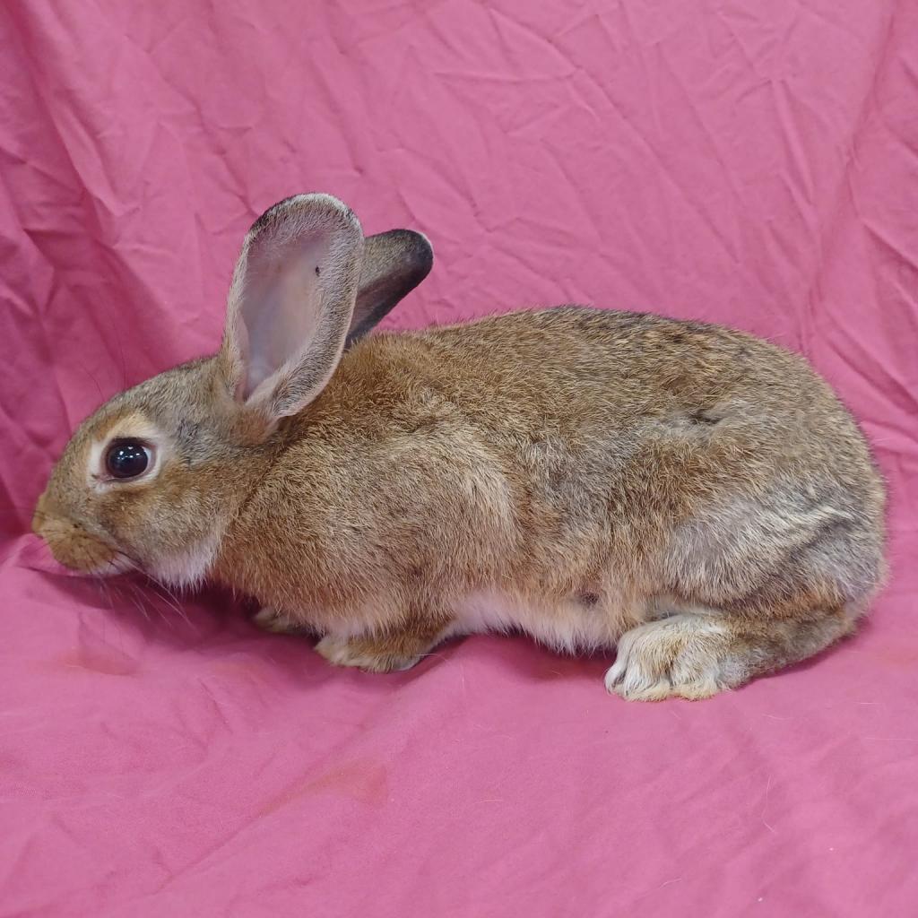 Lottie, a Adoptable American in Norfolk, NE image 2/3