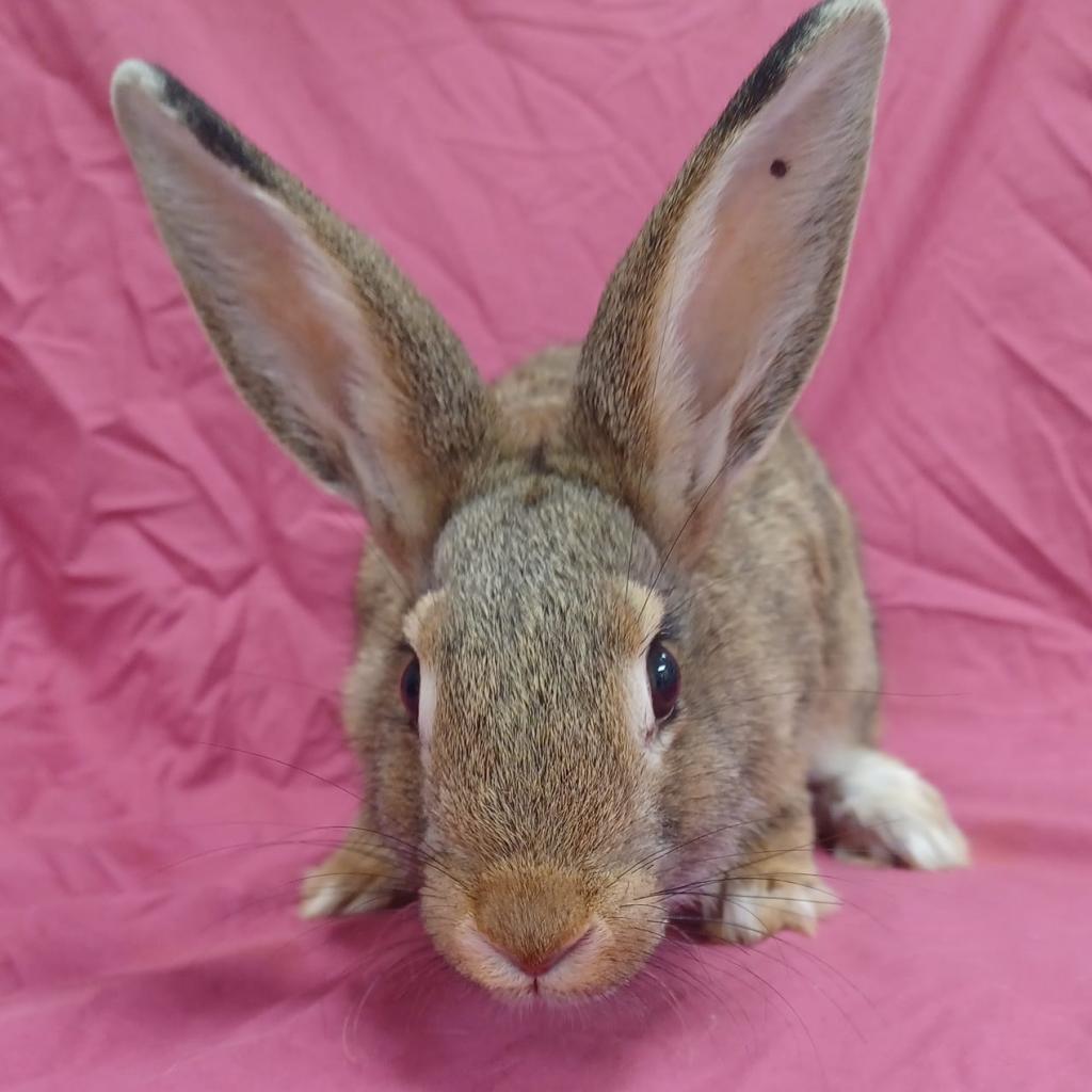 Lottie, a Adoptable American in Norfolk, NE image 3/3