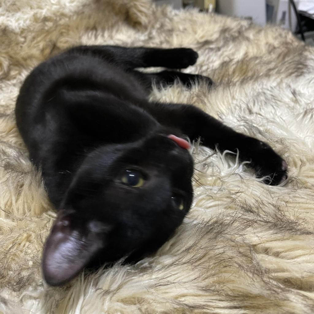 Enlarge Mini, a Adoptable Domestic Short Hair in Long Beach, CA image 1/4