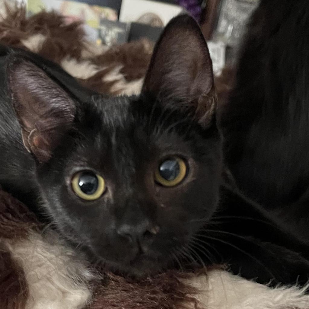 Enlarge Mini, a Adoptable Domestic Short Hair in Long Beach, CA image 2/4