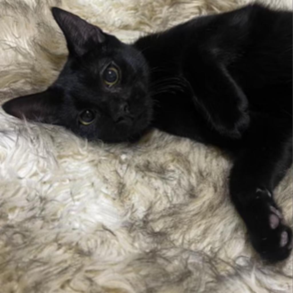 Enlarge Mini, a Adoptable Domestic Short Hair in Long Beach, CA image 3/4
