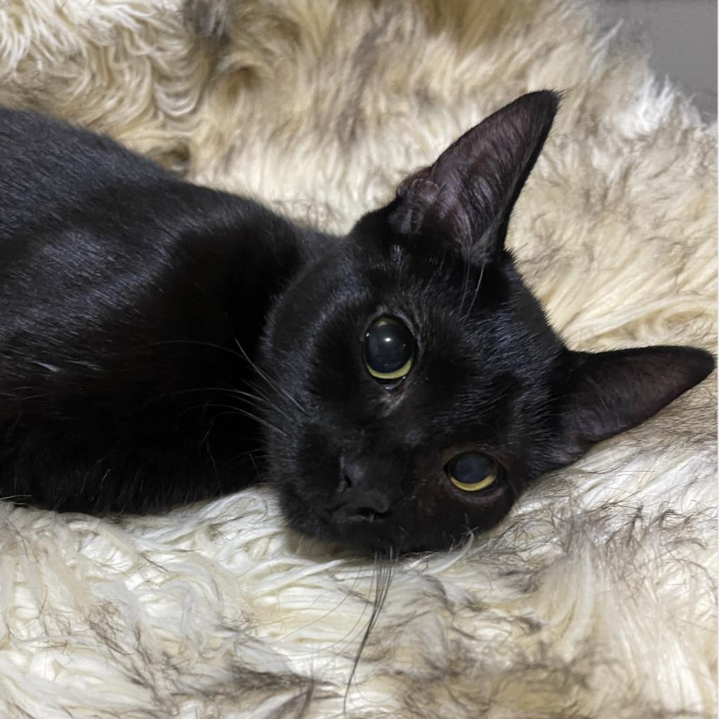 Enlarge Mini, a Adoptable Domestic Short Hair in Long Beach, CA image 4/4