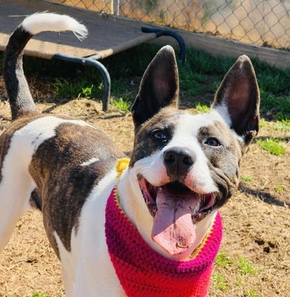 Enlarge Lashay $85, a Adoptable mixed breed in Seneca, SC image 1/3