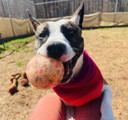 Enlarge Lashay $85, a Adoptable mixed breed in Seneca, SC image 2/3