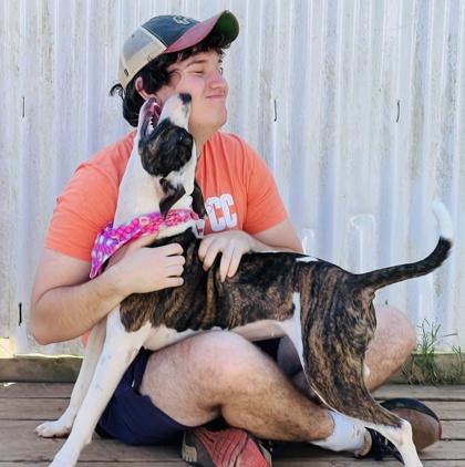 Enlarge Lashay $85, a Adoptable mixed breed in Seneca, SC image 3/3