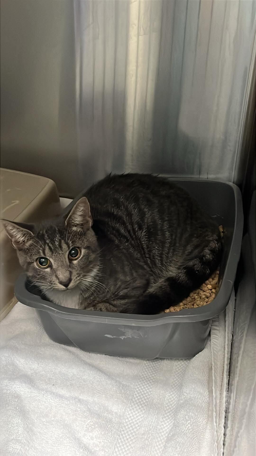 Unknown, Adoptable, Young Male Domestic Short Hair.