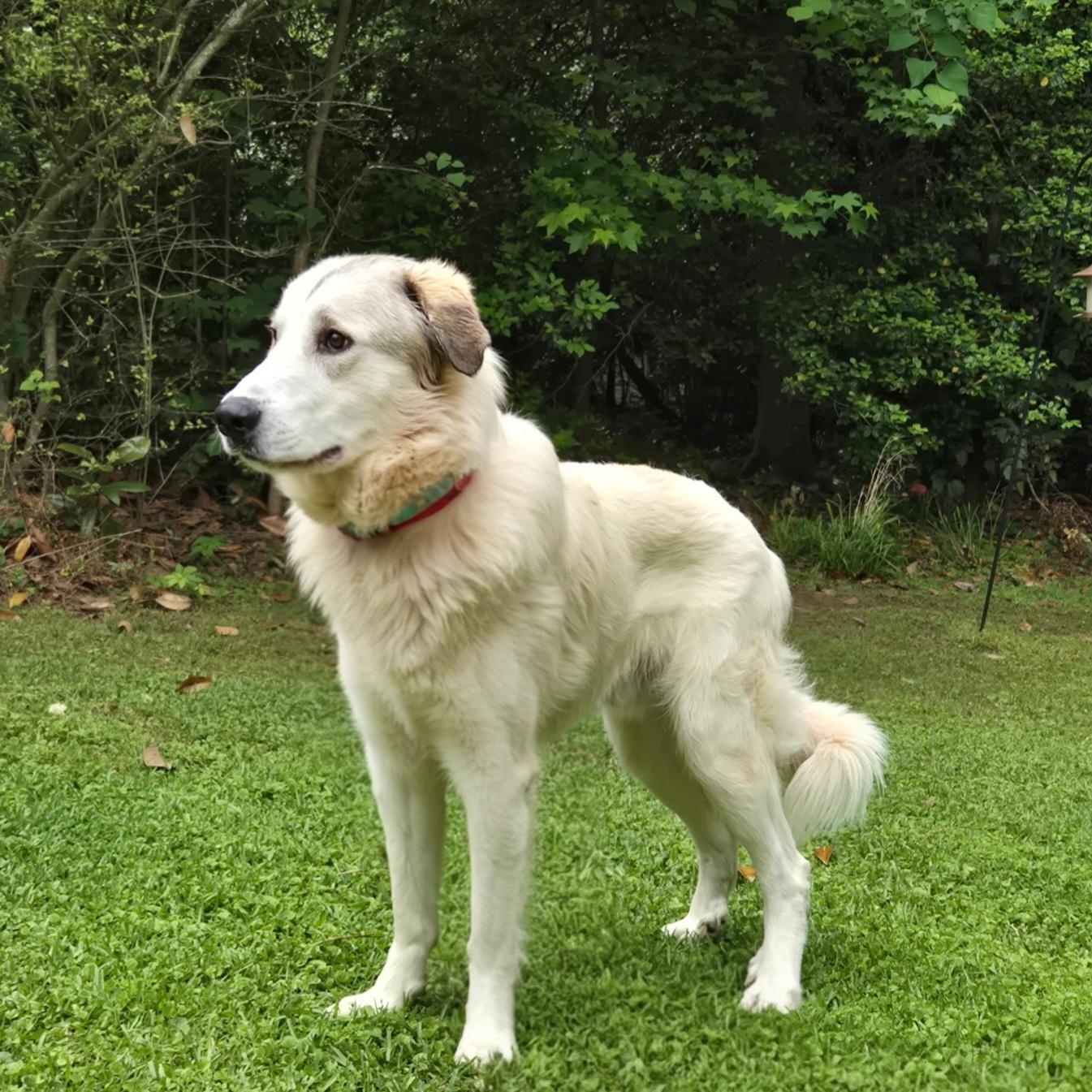 Enlarge Nelson Oak, a ADOPTABLE Great Pyrenees in Atlanta, GA image 3/4