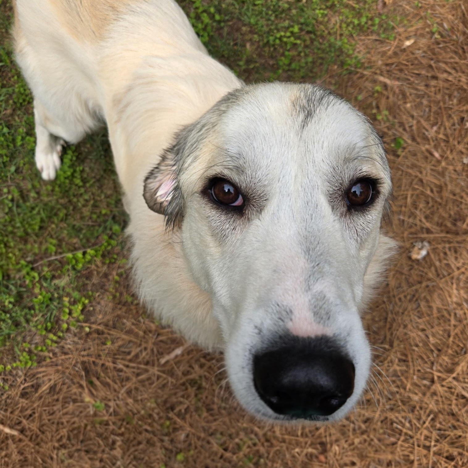 Enlarge Nelson Oak, a ADOPTABLE Great Pyrenees in Atlanta, GA image 4/4