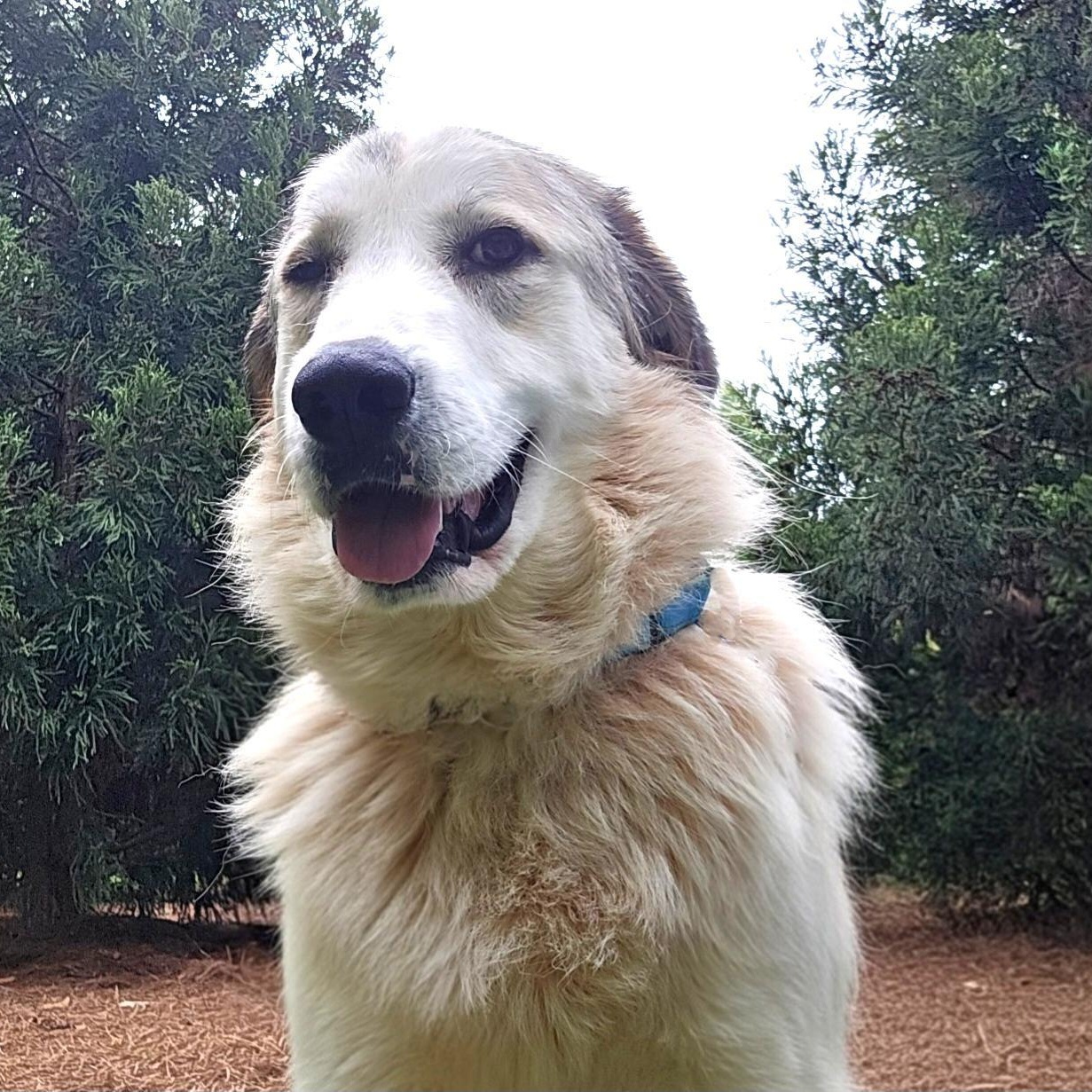 Nelson Oak, ADOPTABLE, Adult Male Great Pyrenees.