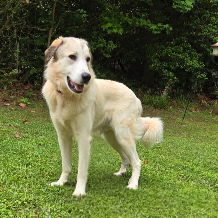 Enlarge Nelson Oak, a ADOPTABLE Great Pyrenees in Atlanta, GA image 2/4