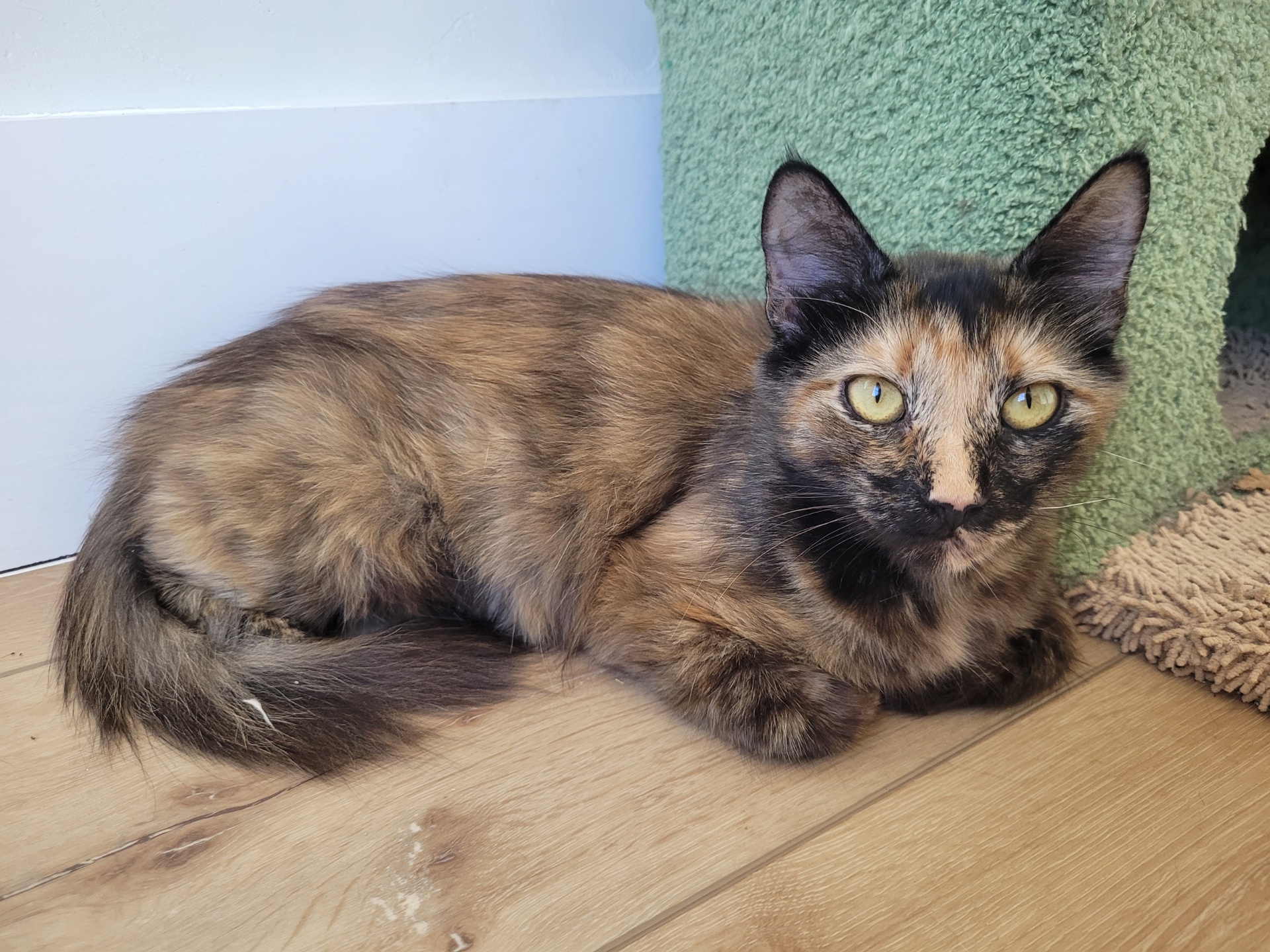 Nala photo 2