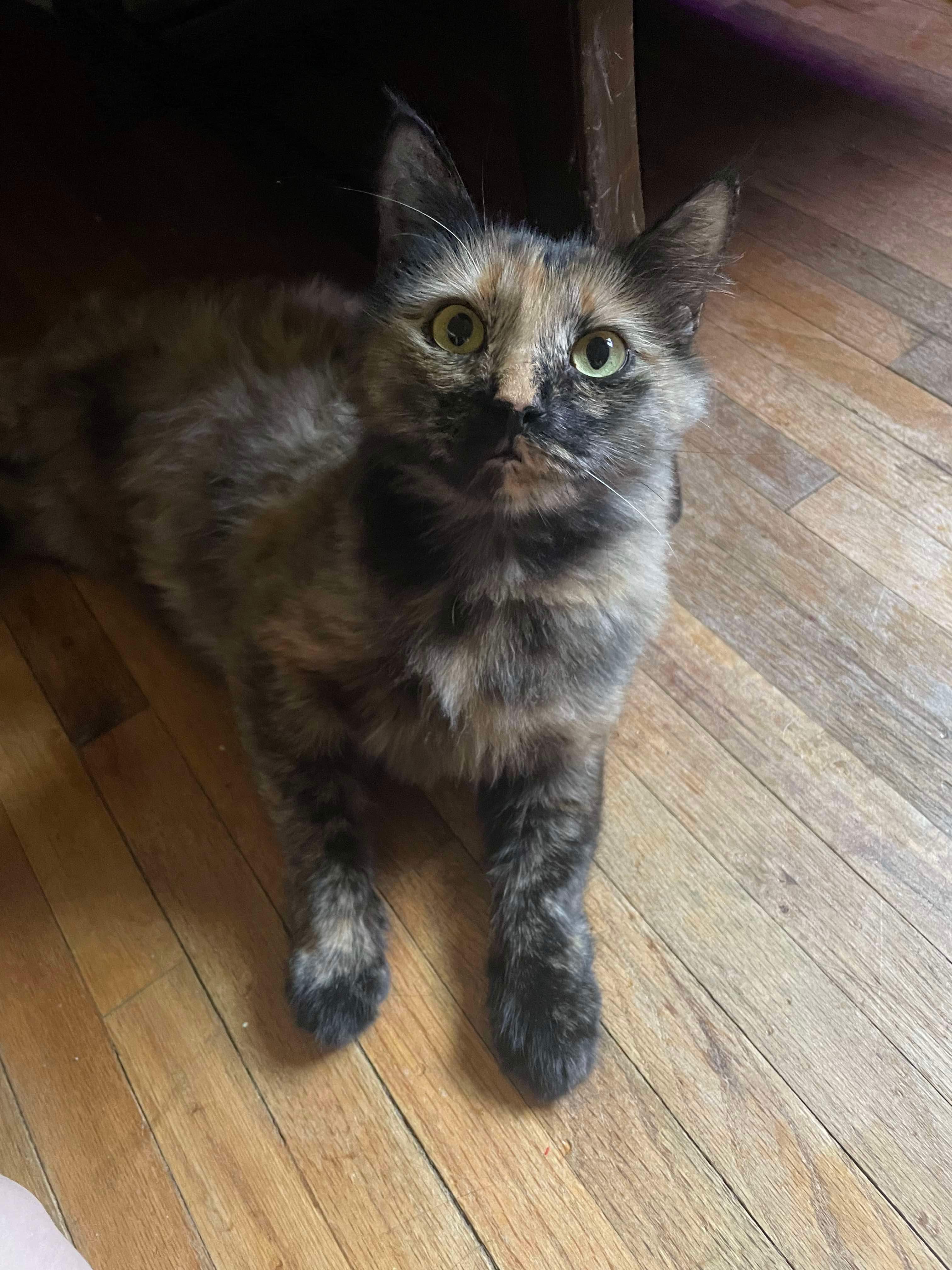 Nala photo 3