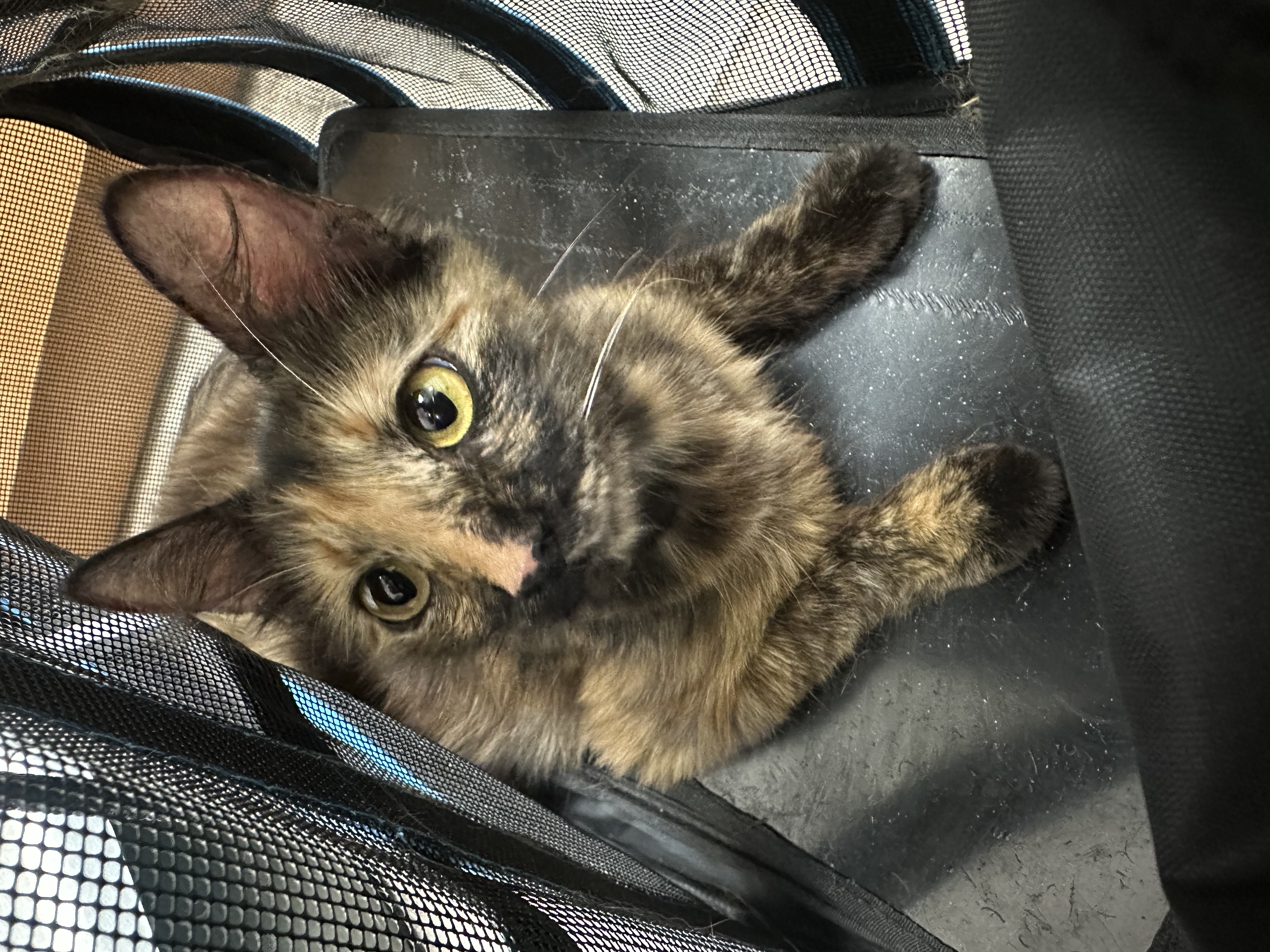 Nala, Young Female unknown