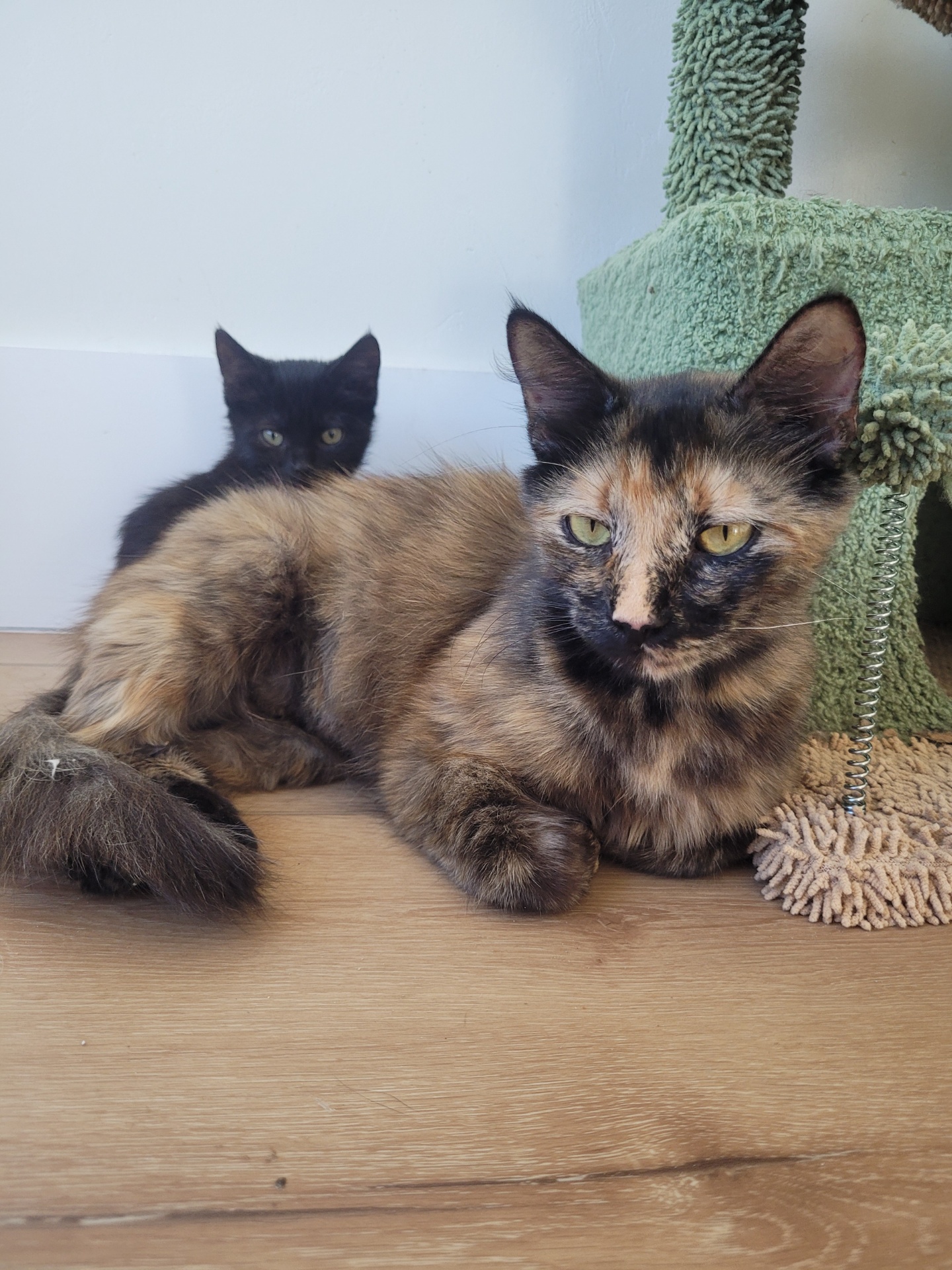 Nala photo 4
