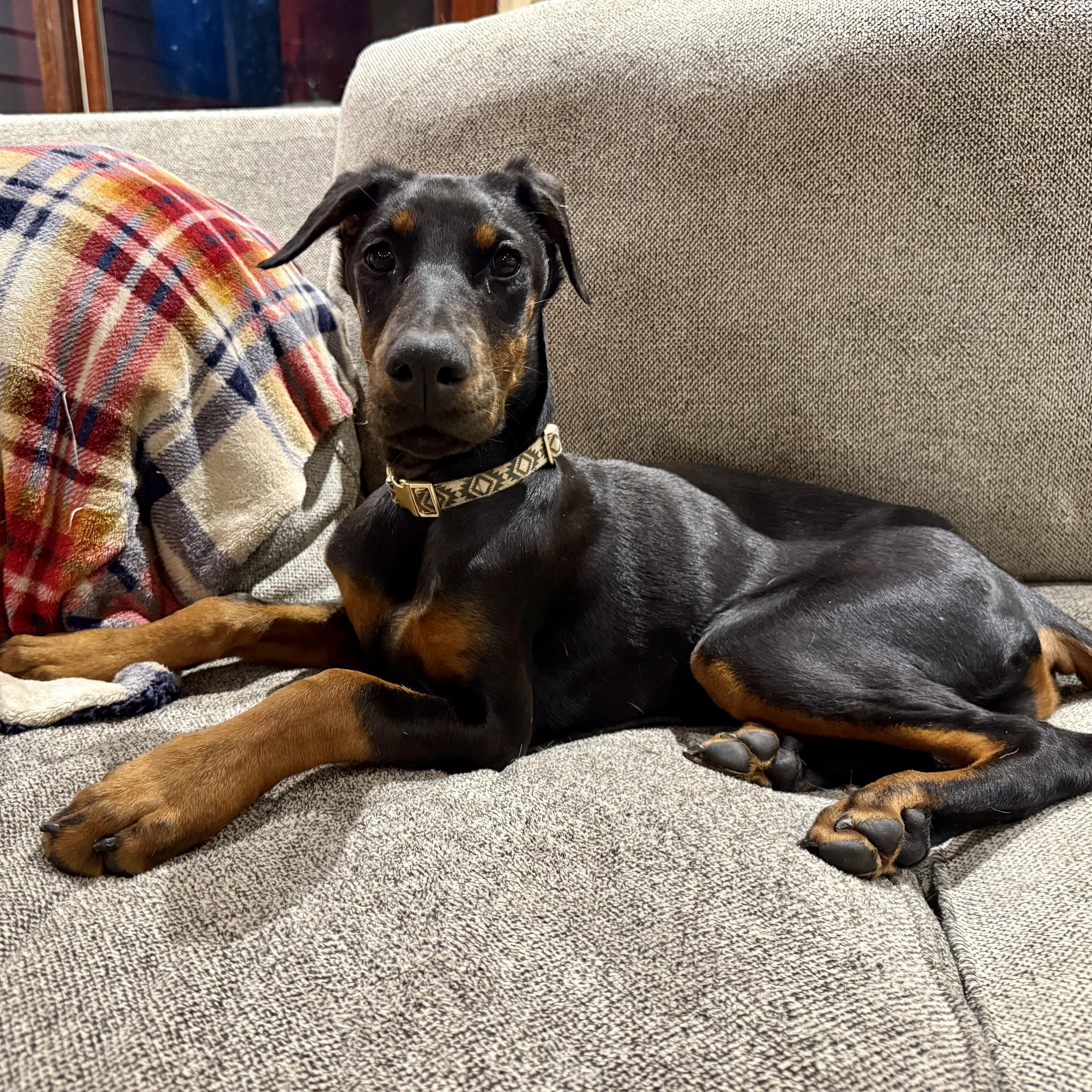Penelope, a Adoptable Doberman Pinscher in Murphysboro, IL image 6/6