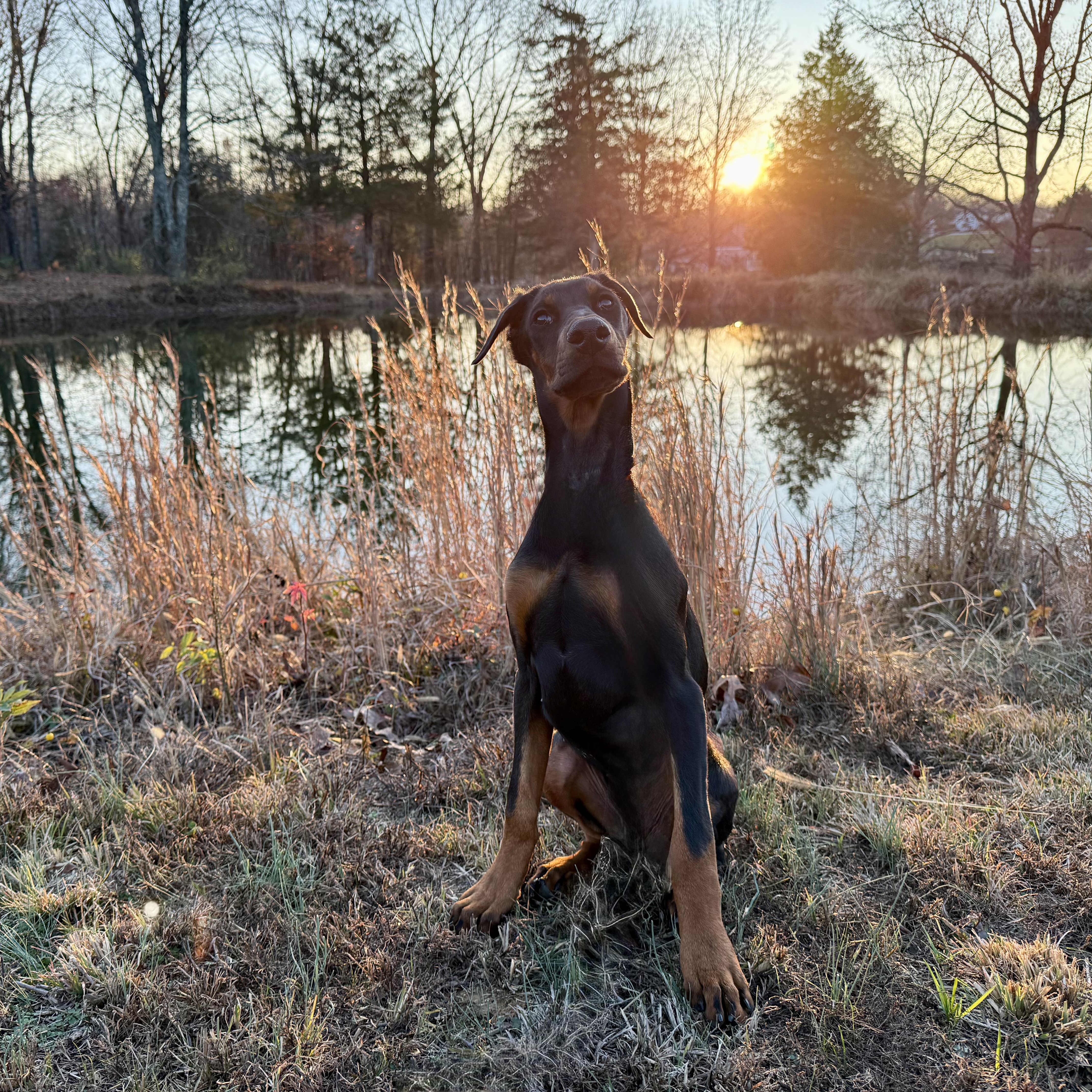 Penelope, a Adoptable Doberman Pinscher in Murphysboro, IL image 3/6
