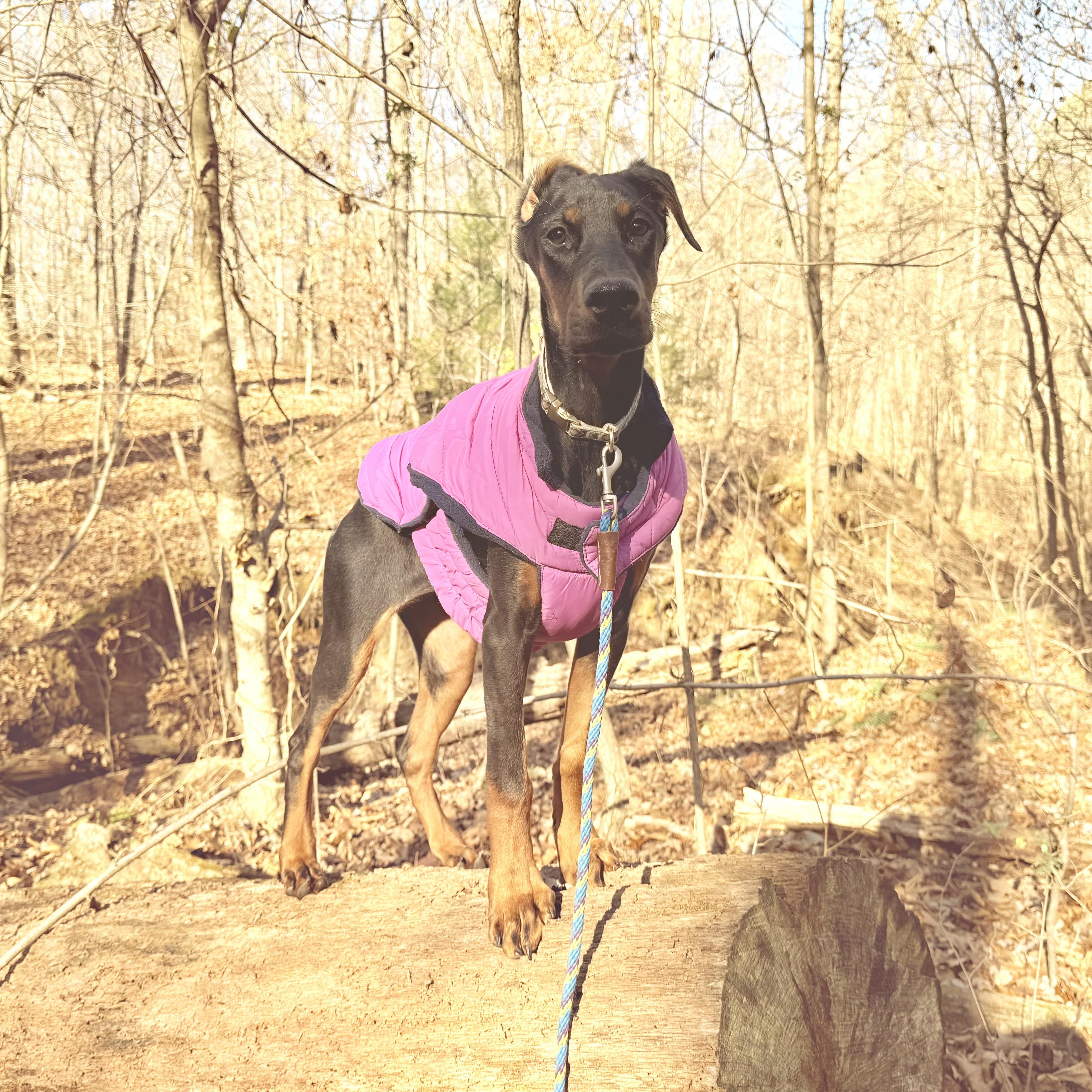 Penelope, a Adoptable Doberman Pinscher in Murphysboro, IL image 1/6