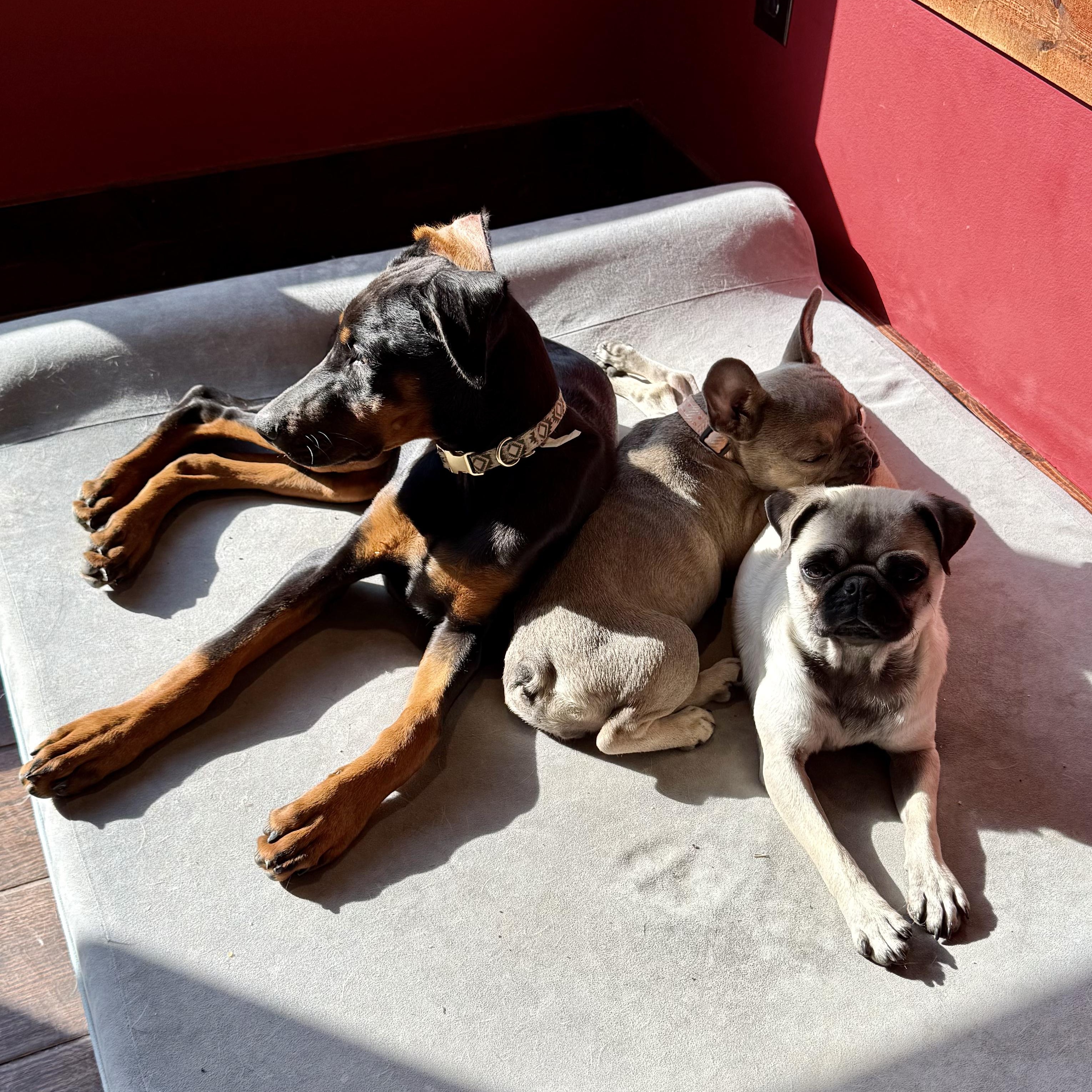 Penelope, a Adoptable Doberman Pinscher in Murphysboro, IL image 2/6