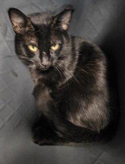 CI 81 Brute, Adoptable, Adult Male Domestic Short Hair.