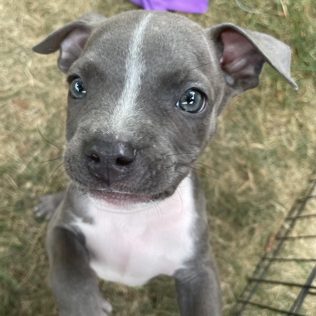 Huron, a Adoptable mixed breed in Northville, MI image 1/5