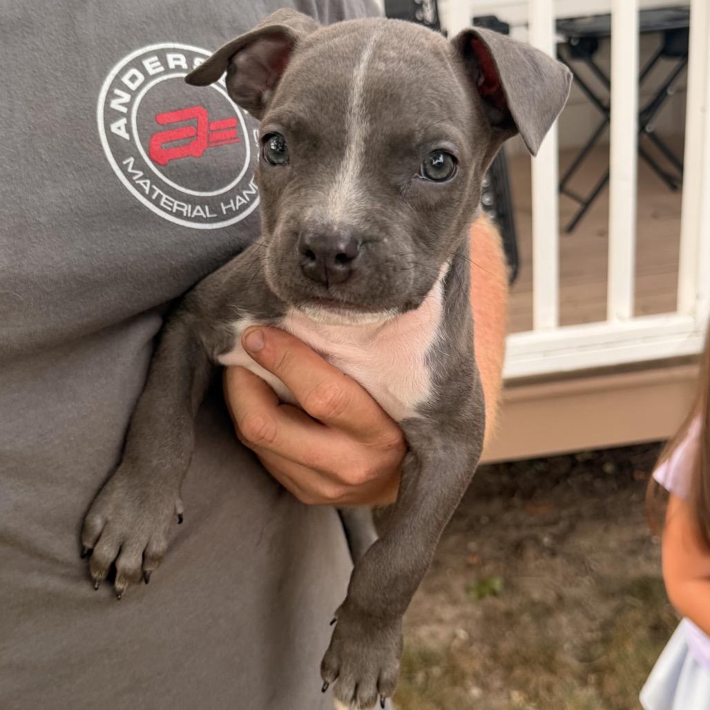 Huron, a Adoptable mixed breed in Northville, MI image 3/5