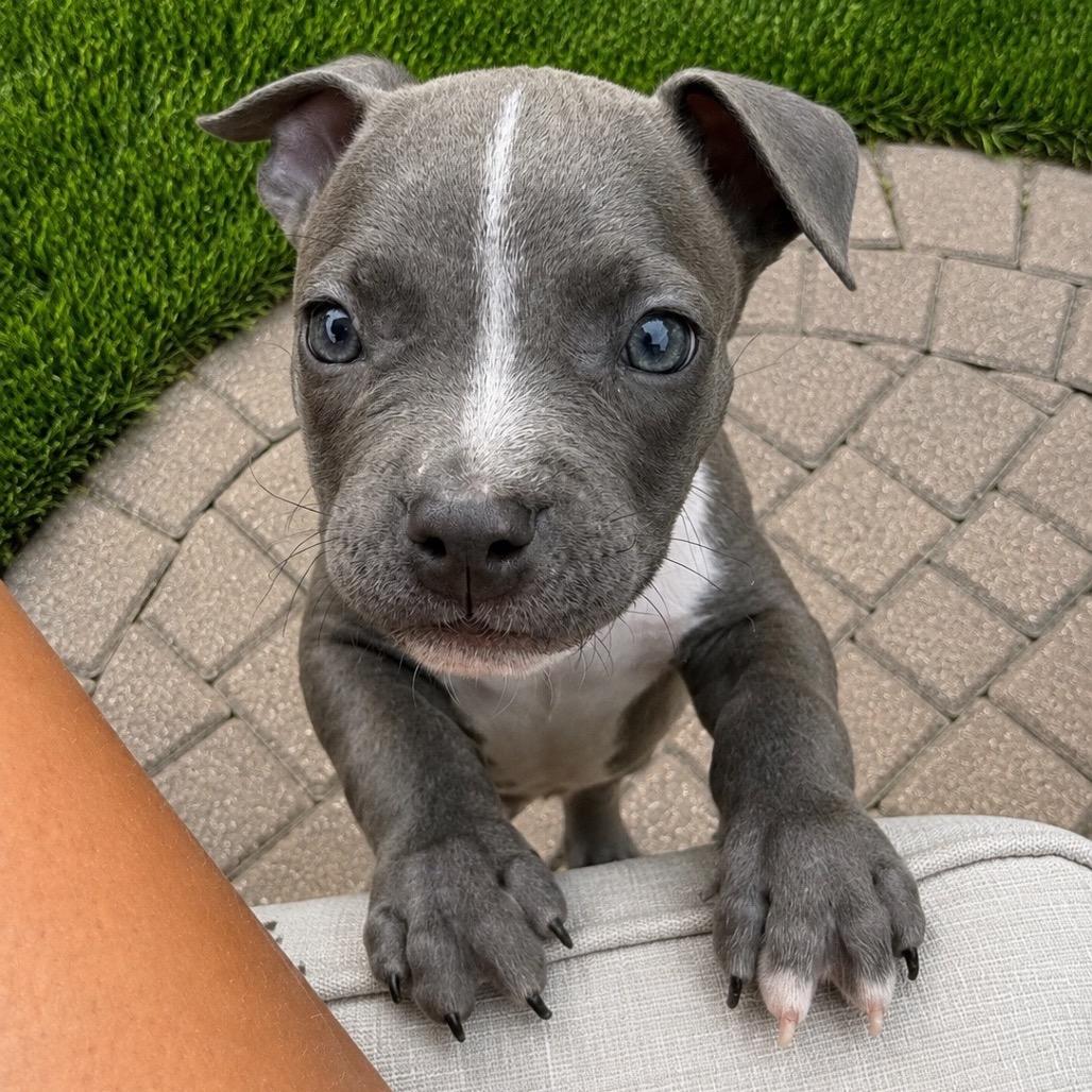 Huron, a Adoptable mixed breed in Northville, MI image 4/5