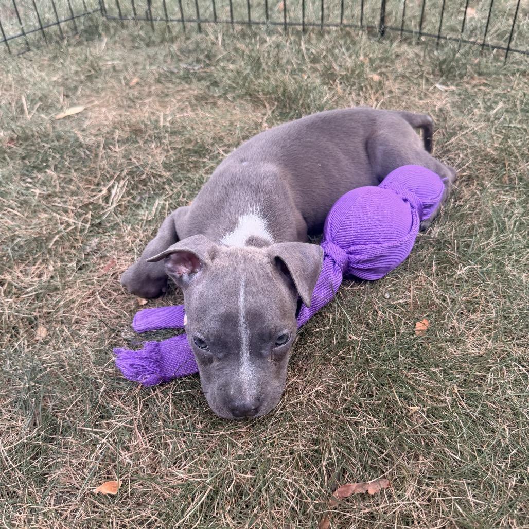 Huron, a Adoptable mixed breed in Northville, MI image 5/5