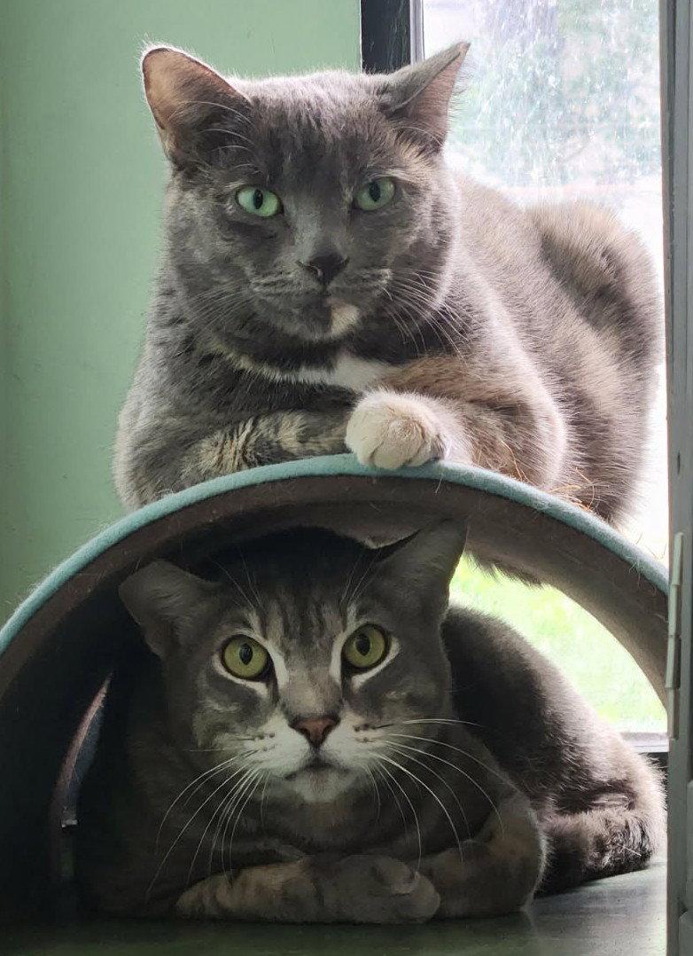 Cheeks, Adoptable, Adult Male Domestic Short Hair.