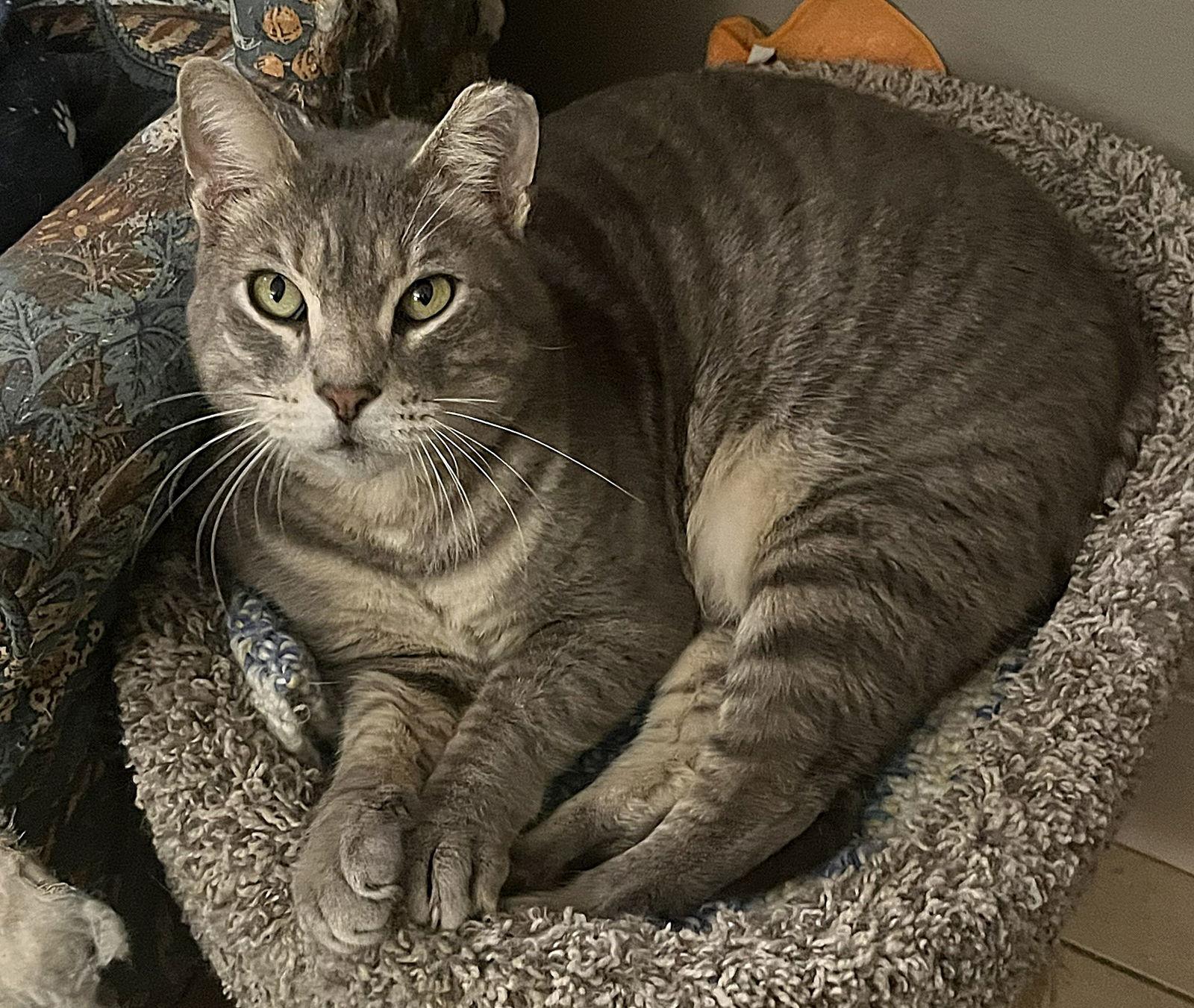 Cheeks, a Adoptable Domestic Short Hair in Oviedo, FL image 2/3