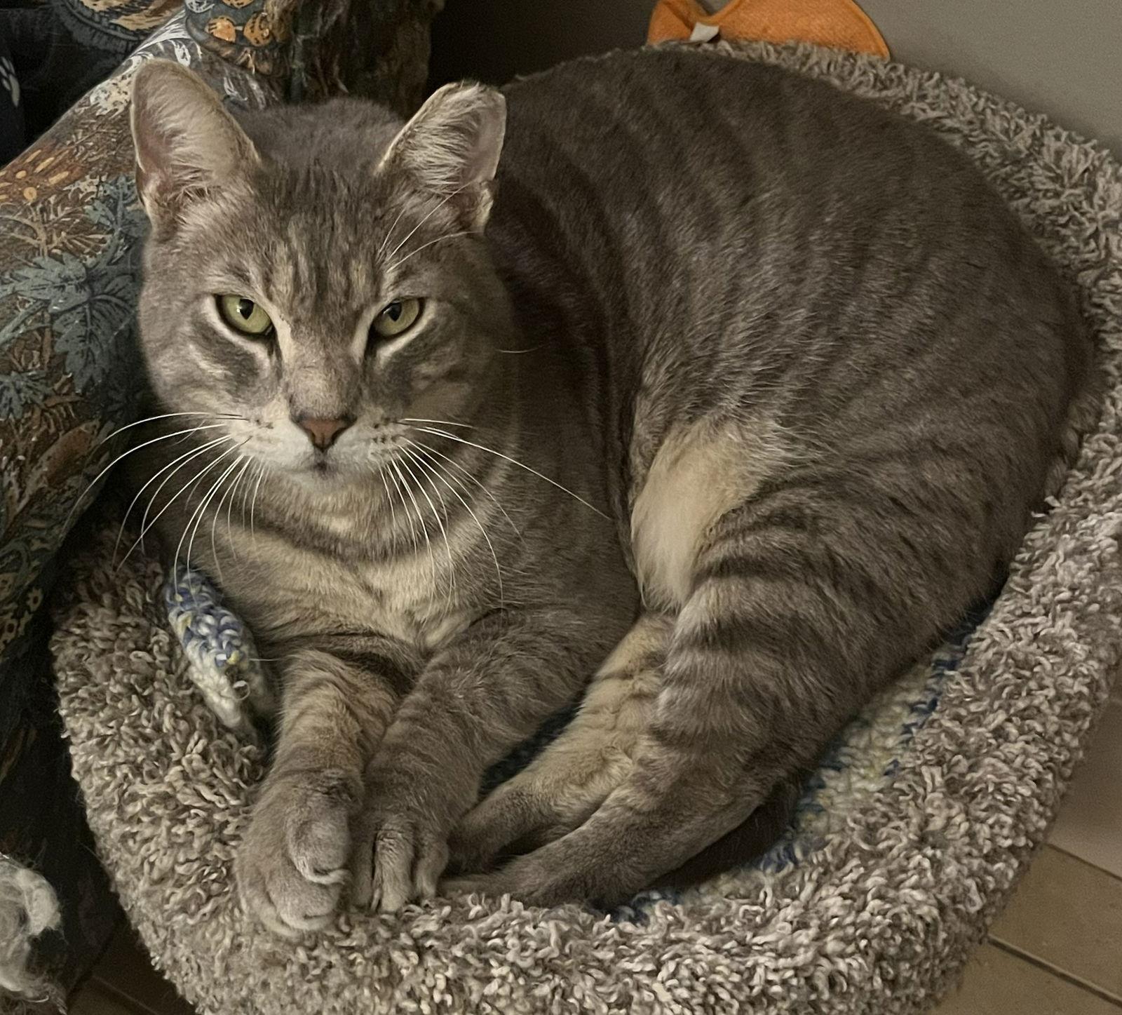 Cheeks, a Adoptable Domestic Short Hair in Oviedo, FL image 3/3