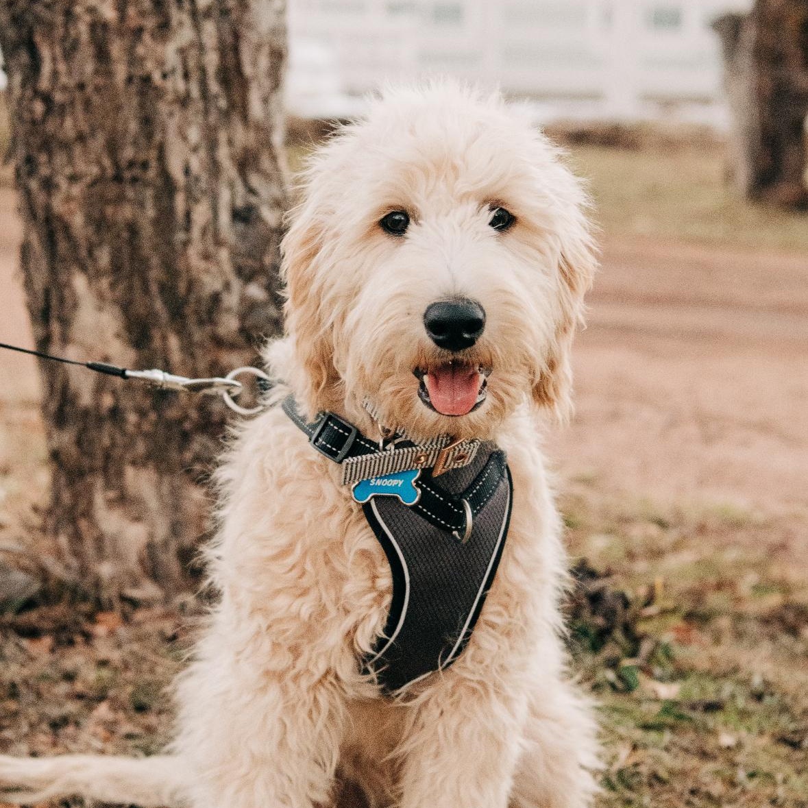 Enlarge Snoopy, an adopted Goldendoodle in Phoenix, AZ image 1/5