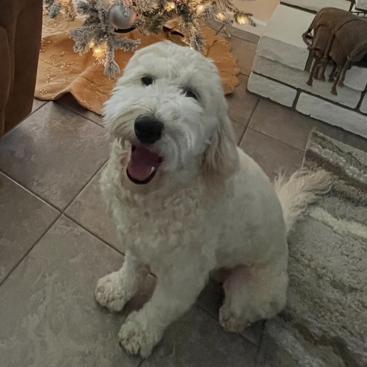 Enlarge Snoopy, an adopted Goldendoodle in Phoenix, AZ image 3/5