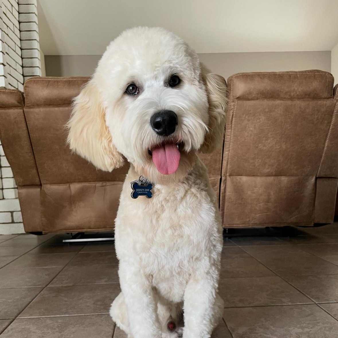 Enlarge Snoopy, an adopted Goldendoodle in Phoenix, AZ image 5/5