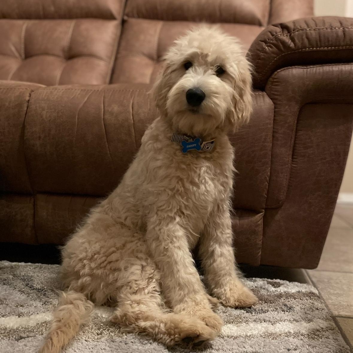Enlarge Snoopy, an adopted Goldendoodle in Phoenix, AZ image 2/5