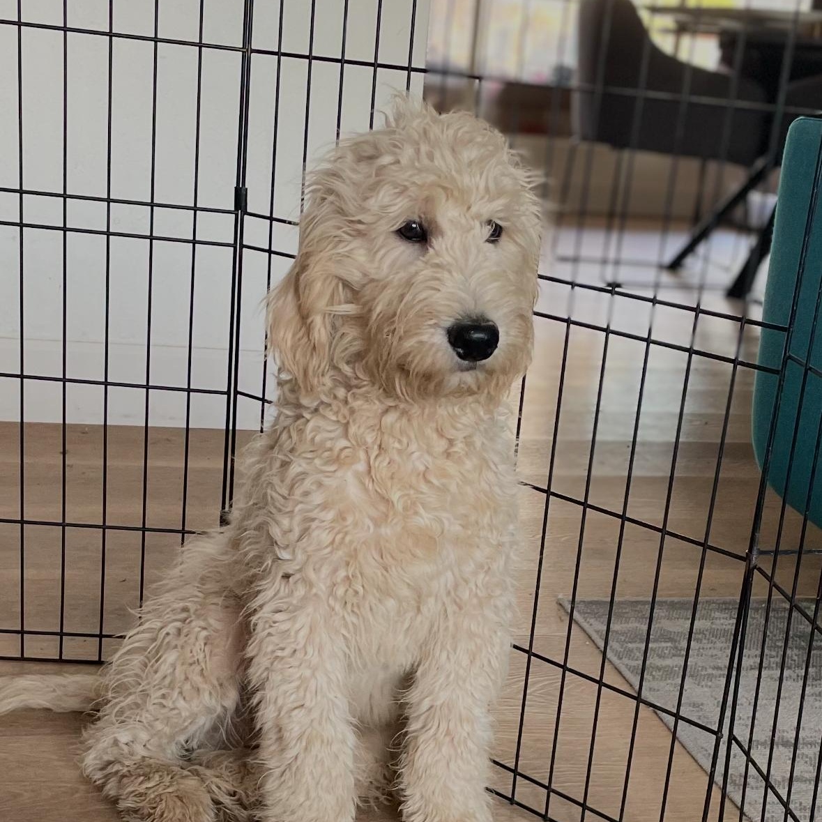 Enlarge Snoopy, an adopted Goldendoodle in Phoenix, AZ image 4/5