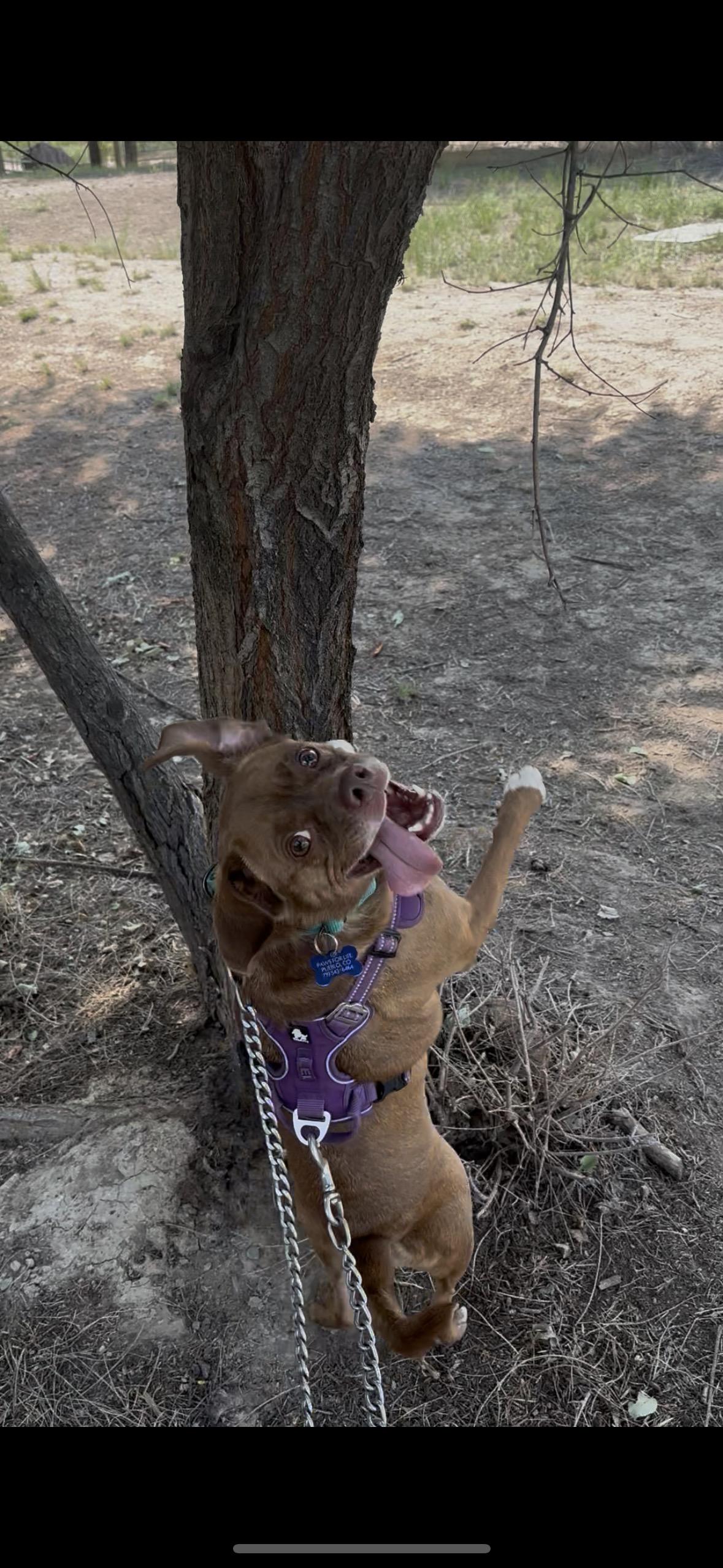 Enlarge Lottie, a Adoptable mixed breed in Pueblo, CO image 3/3