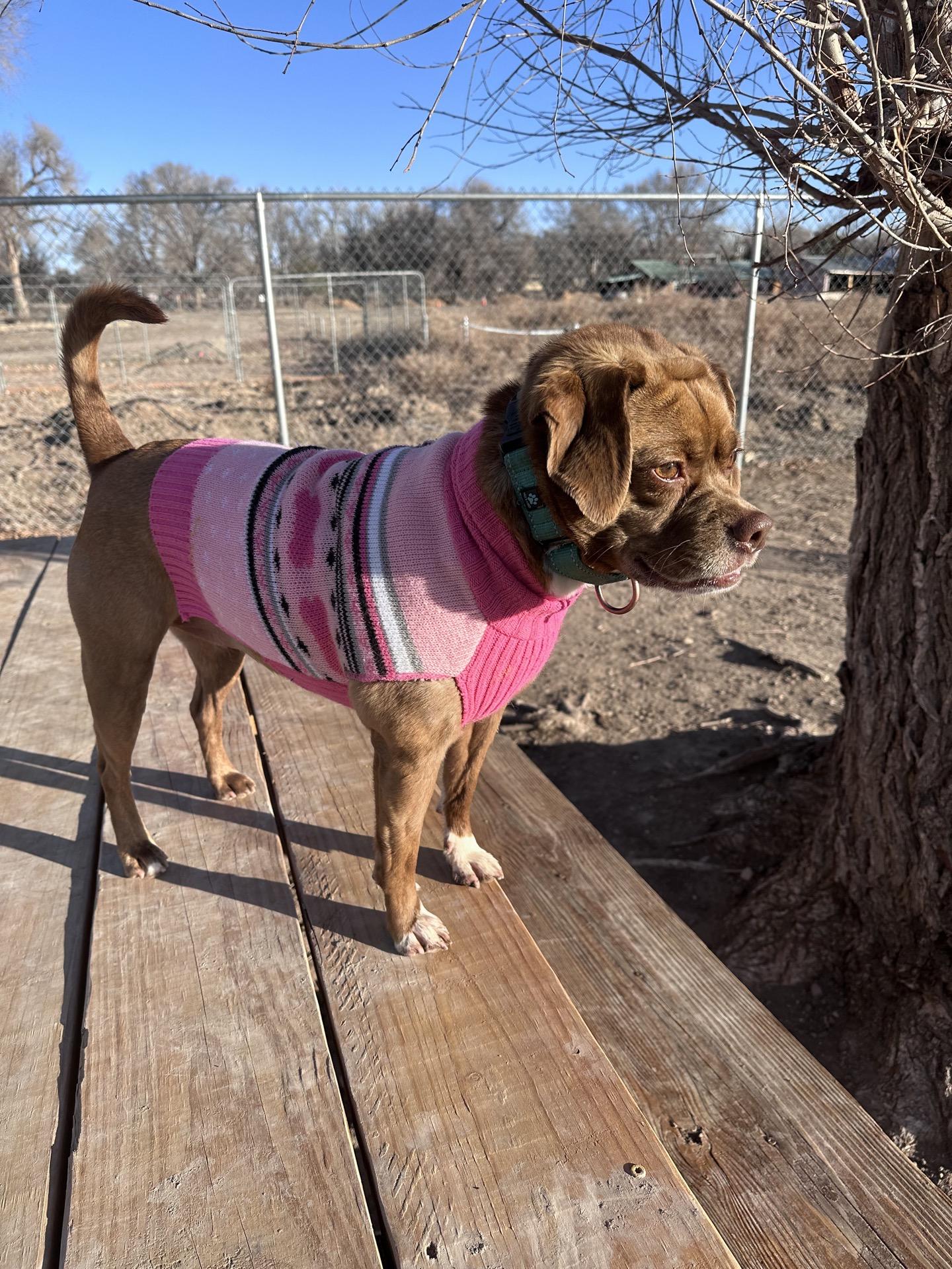 Enlarge Lottie, a Adoptable mixed breed in Pueblo, CO image 2/3