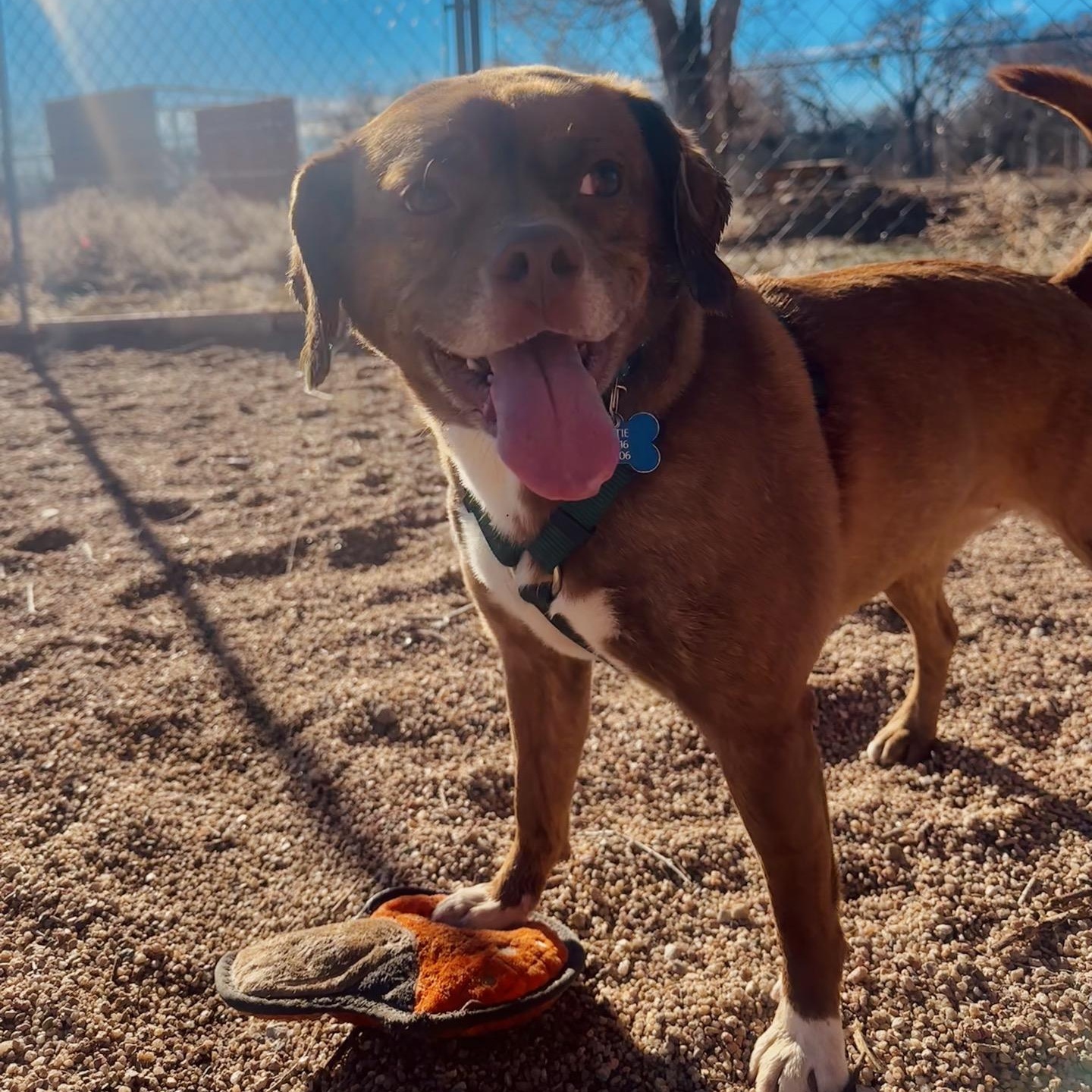 Enlarge Lottie, a Adoptable mixed breed in Pueblo, CO image 1/3