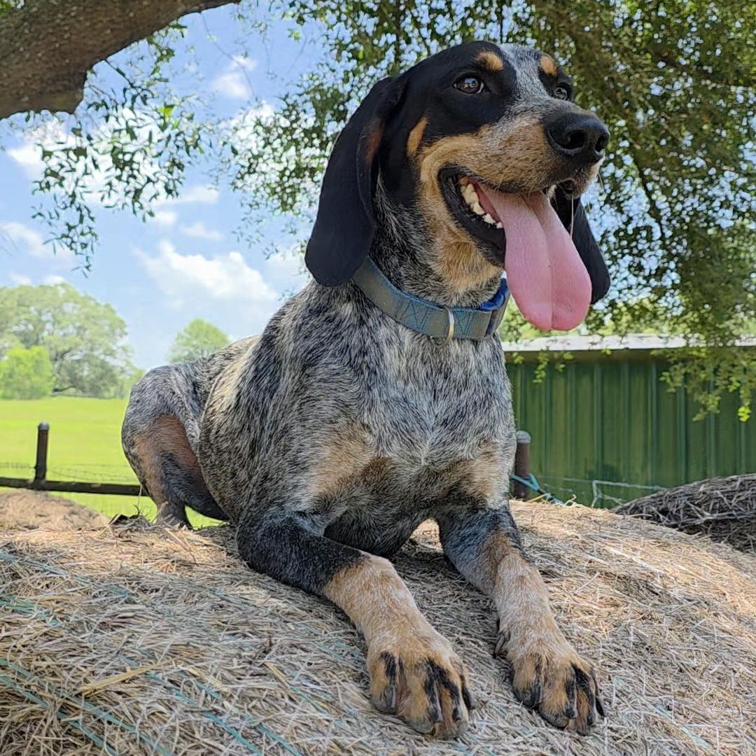 Baxter, Adult Male Bluetick Coonhound
