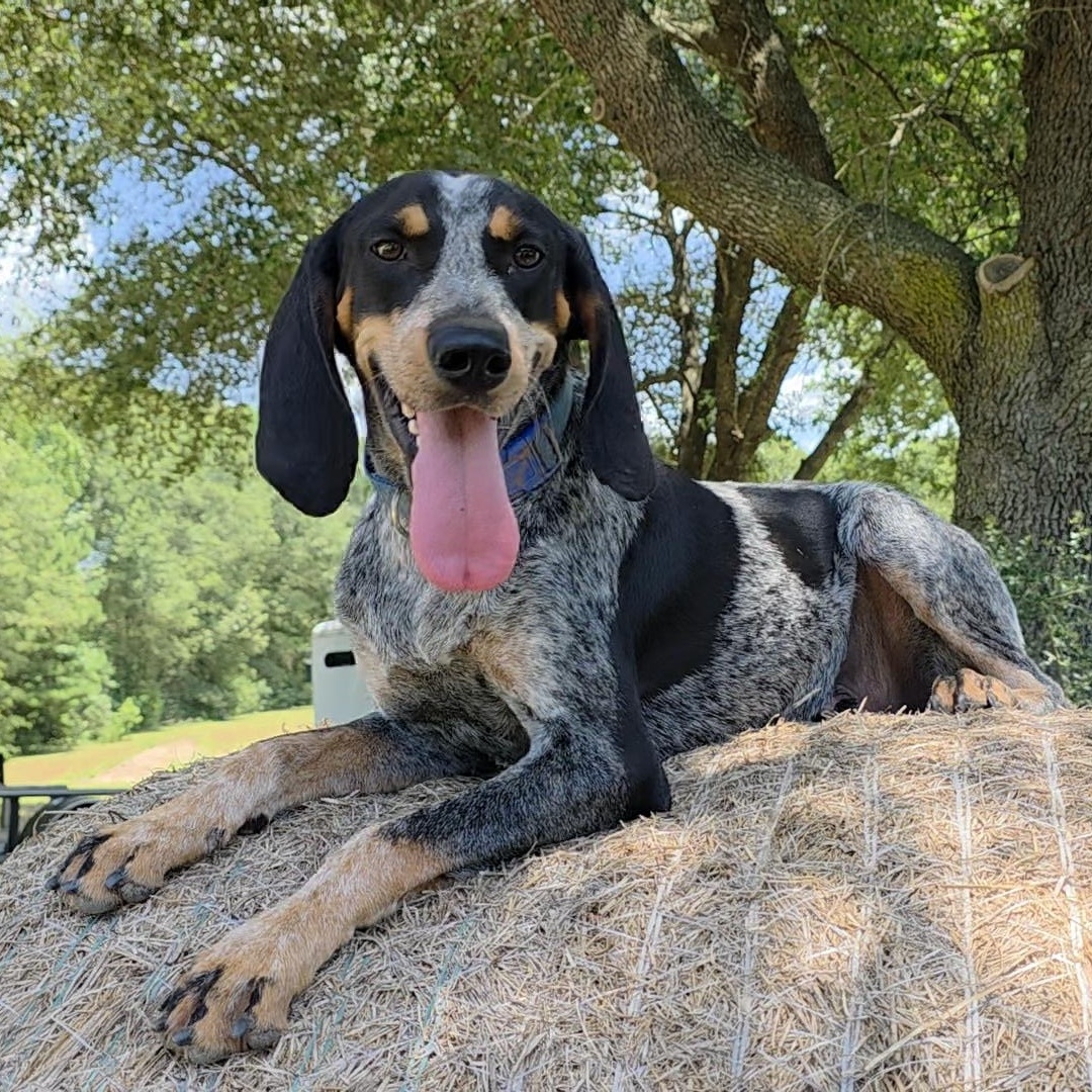 Baxter photo 2