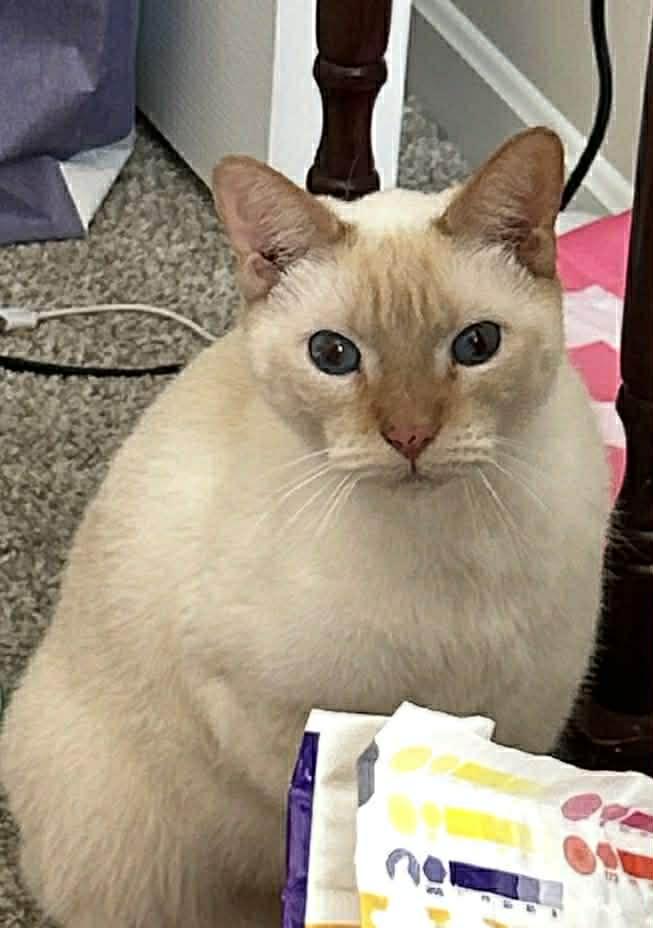 Enlarge Romeo Ask to Meet! In Foster!, a Adoptable Domestic Short Hair in Elyria, OH image 3/4