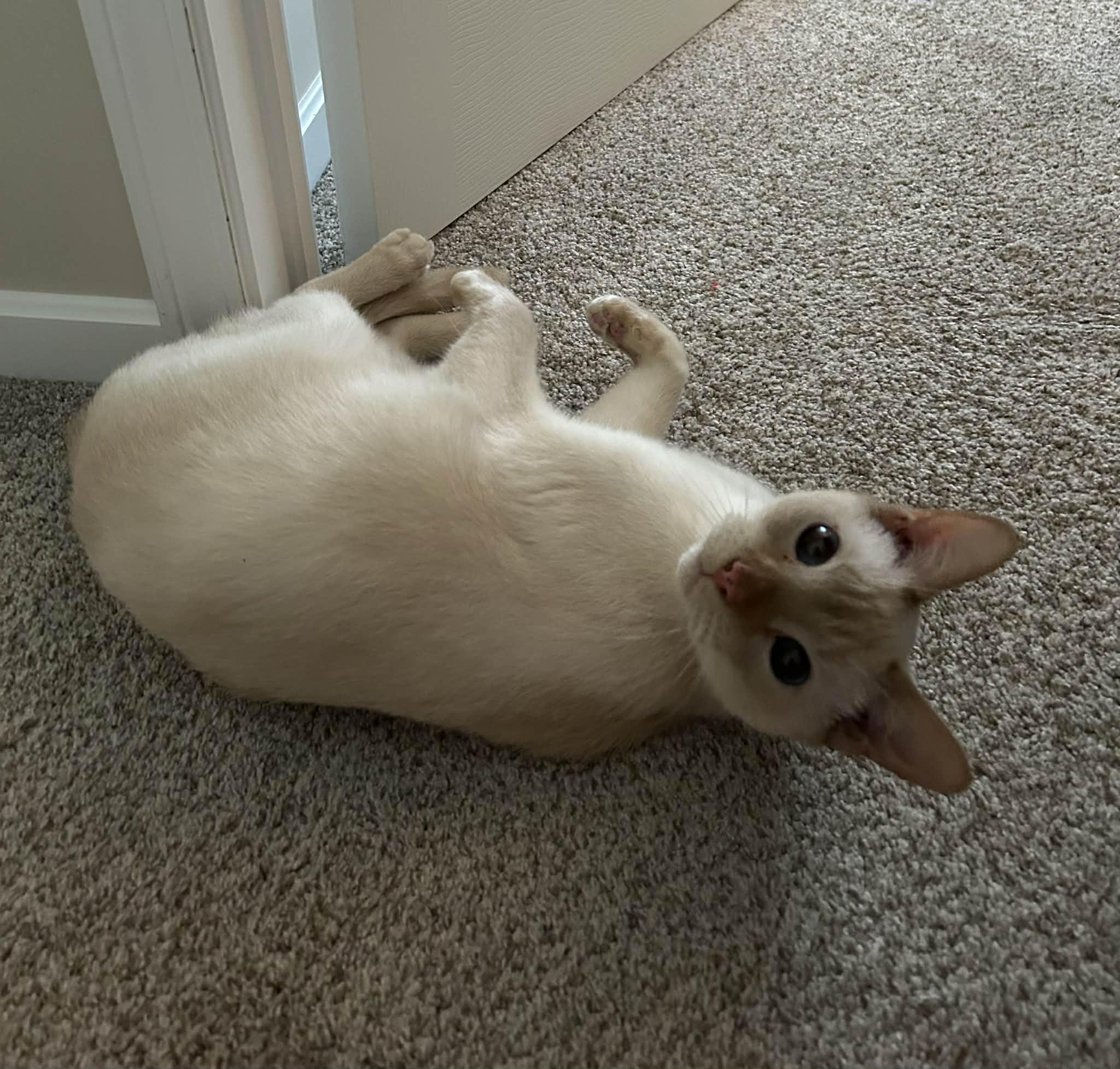 Enlarge Romeo Ask to Meet! In Foster!, a Adoptable Domestic Short Hair in Elyria, OH image 1/4