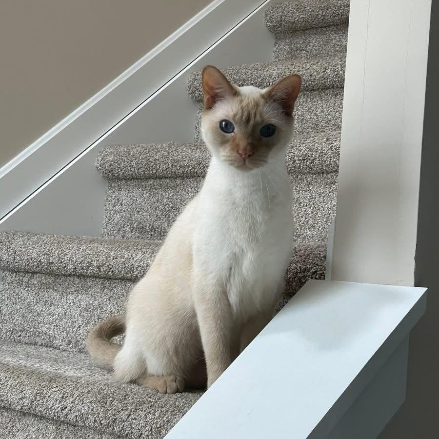 Enlarge Romeo Ask to Meet! In Foster!, a Adoptable Domestic Short Hair in Elyria, OH image 1/6