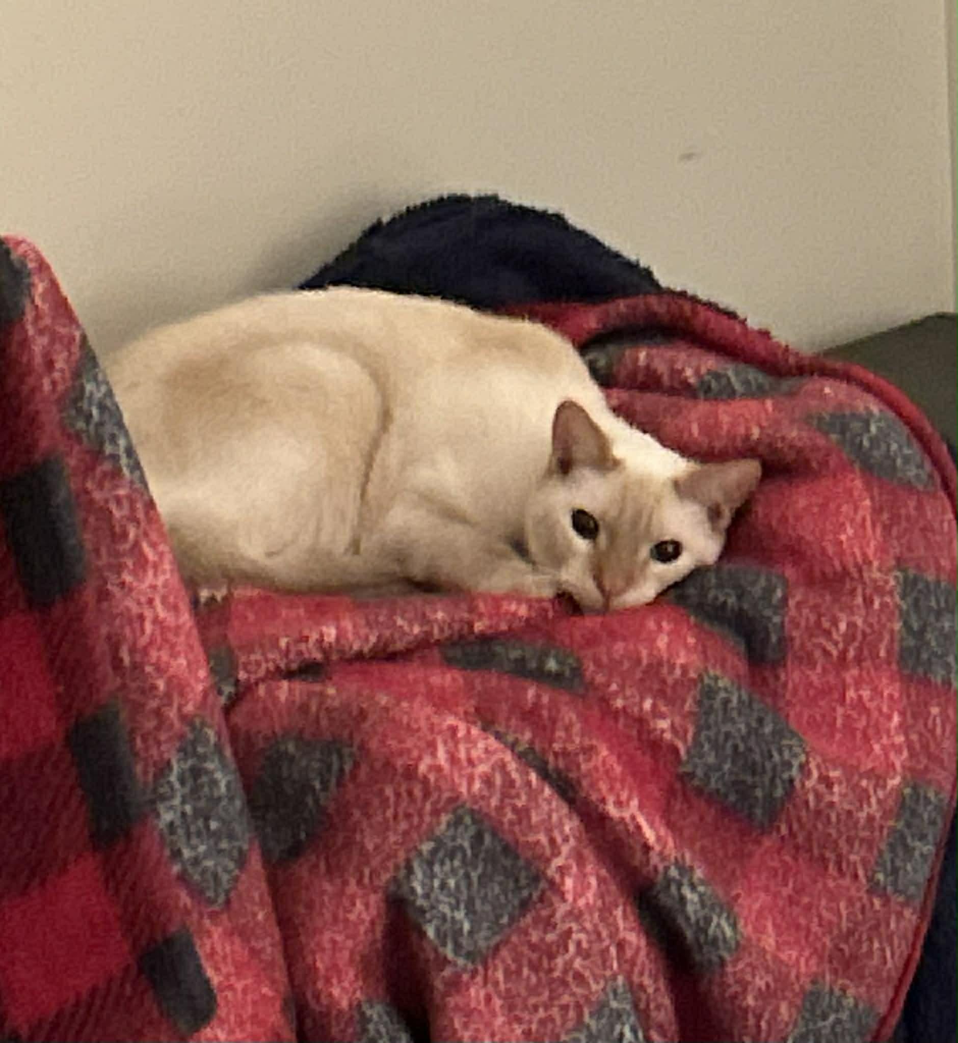 Enlarge Romeo Ask to Meet! In Foster!, a Adoptable Domestic Short Hair in Elyria, OH image 4/4