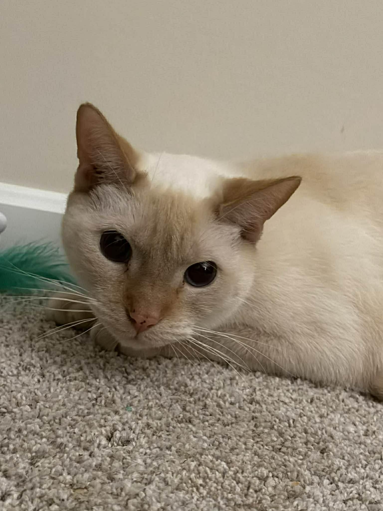 Enlarge Romeo Ask to Meet! In Foster!, a Adoptable Domestic Short Hair in Elyria, OH image 2/4